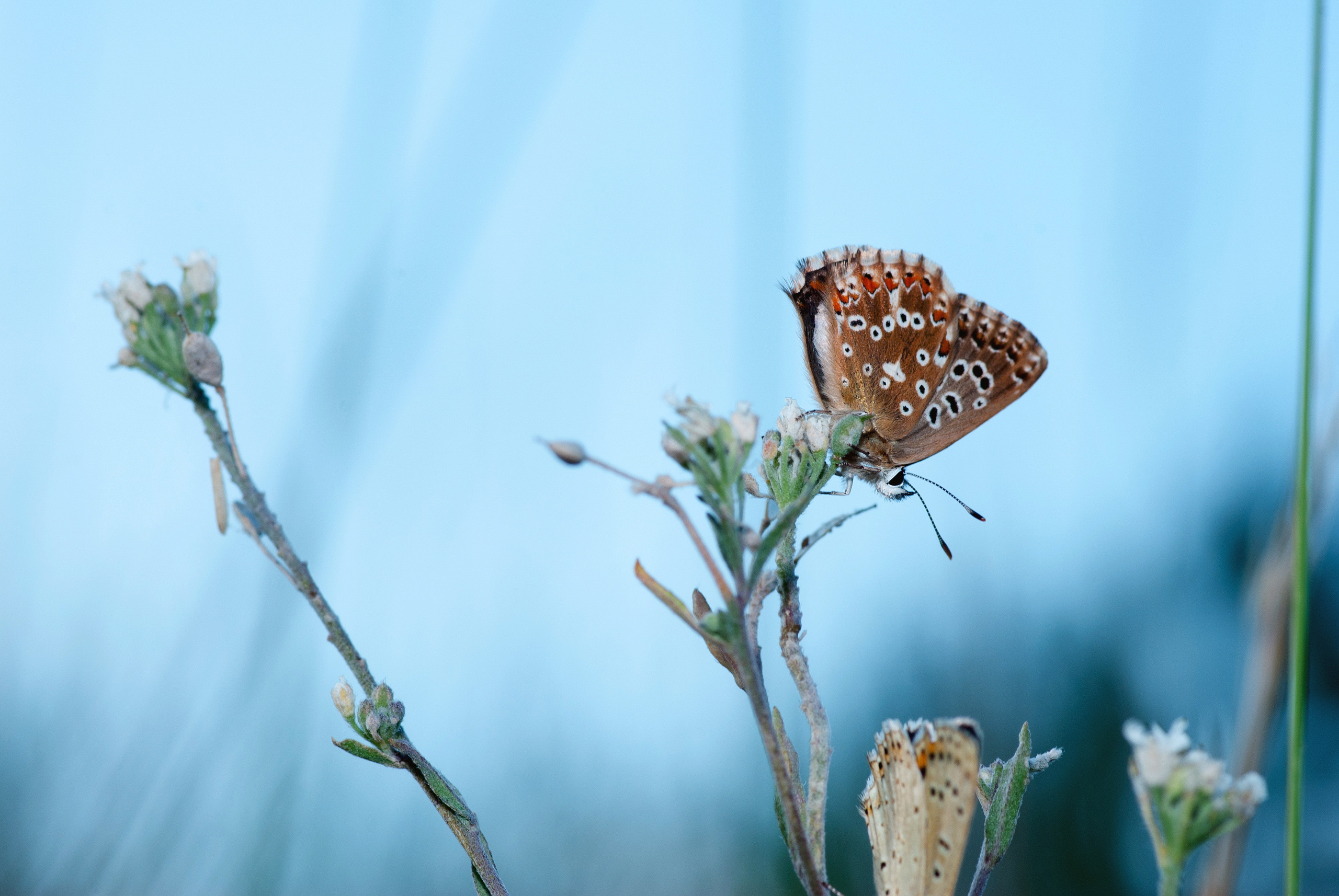 Природа. Фотограф Таинства Крещения в Саратове Ильченко Артем