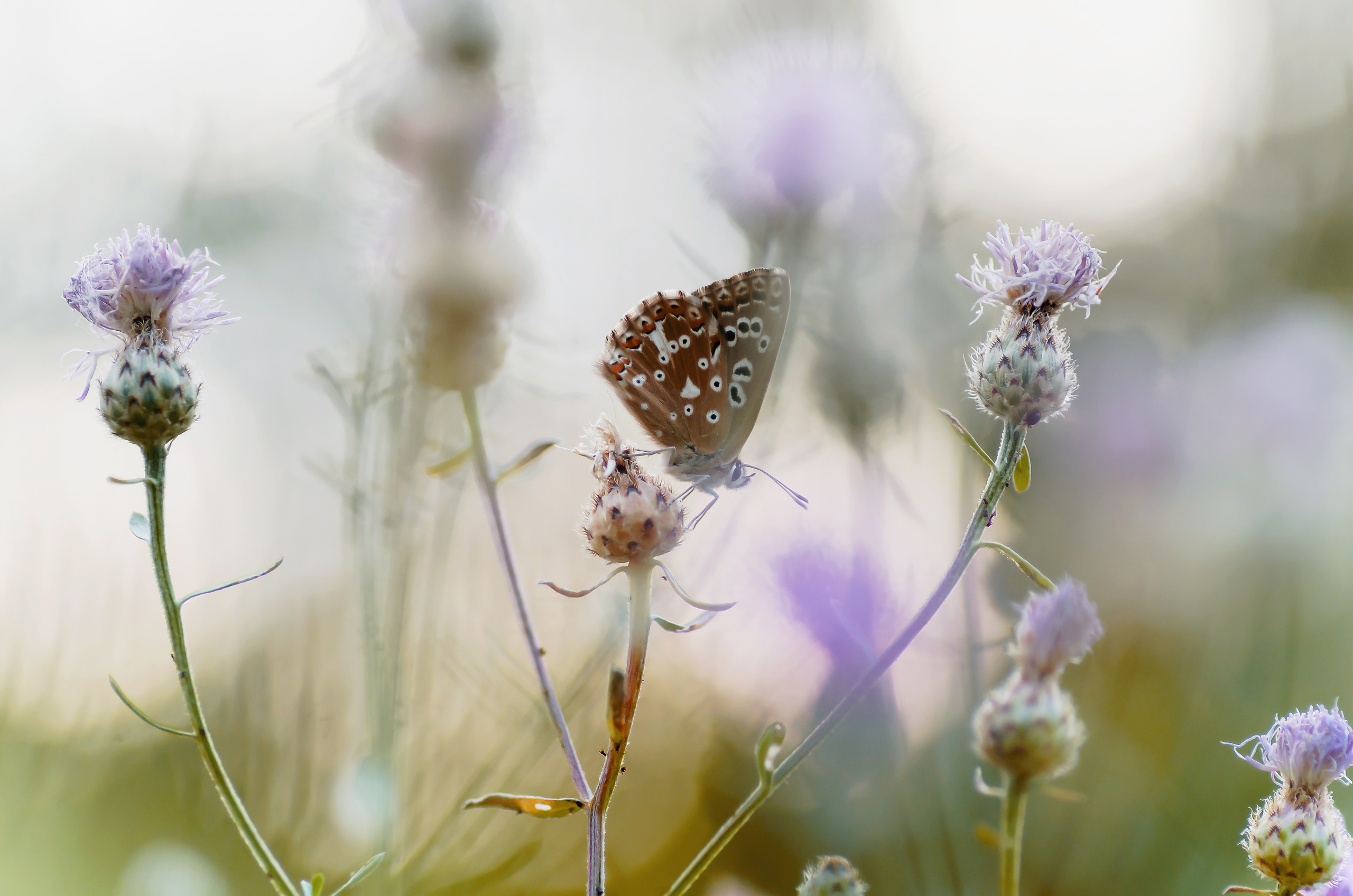 Природа. Фотограф Таинства Крещения в Саратове Ильченко Артем