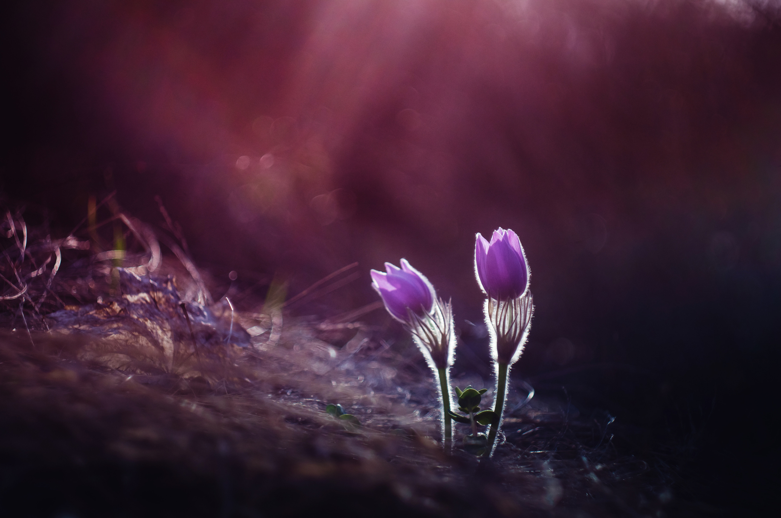 Природа. Фотограф Таинства Крещения в Саратове Ильченко Артем