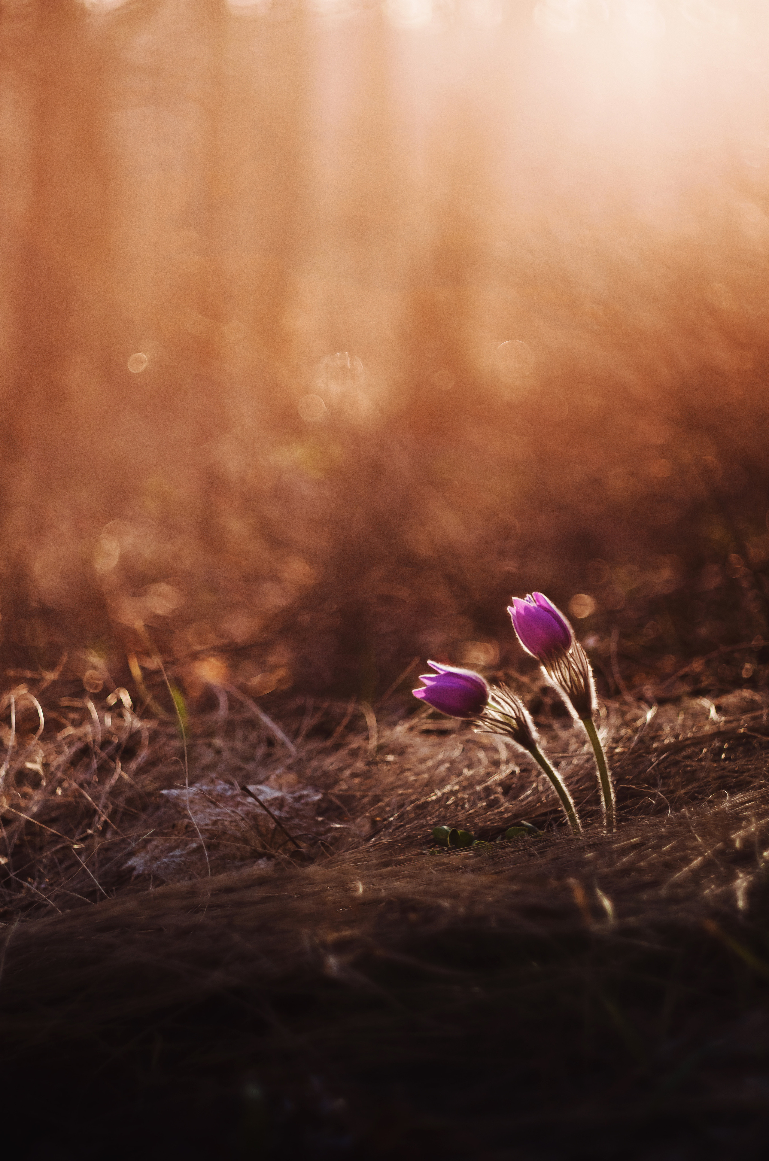 Природа. Фотограф Таинства Крещения в Саратове Ильченко Артем