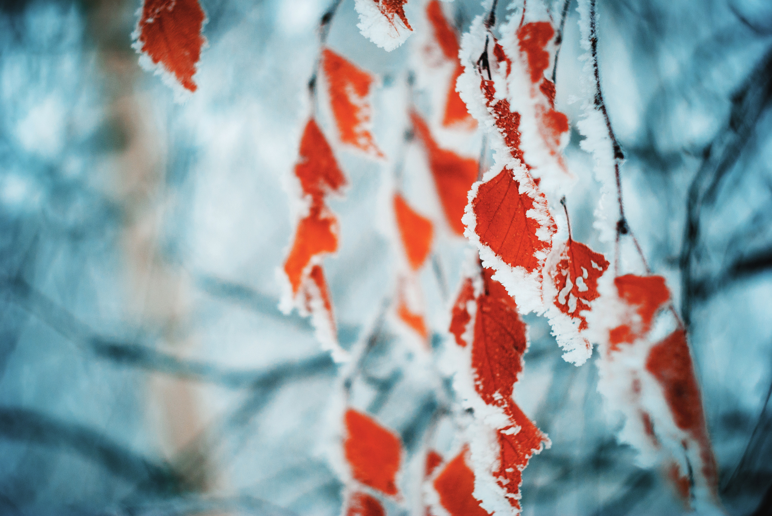 Природа. Фотограф Таинства Крещения в Саратове Ильченко Артем