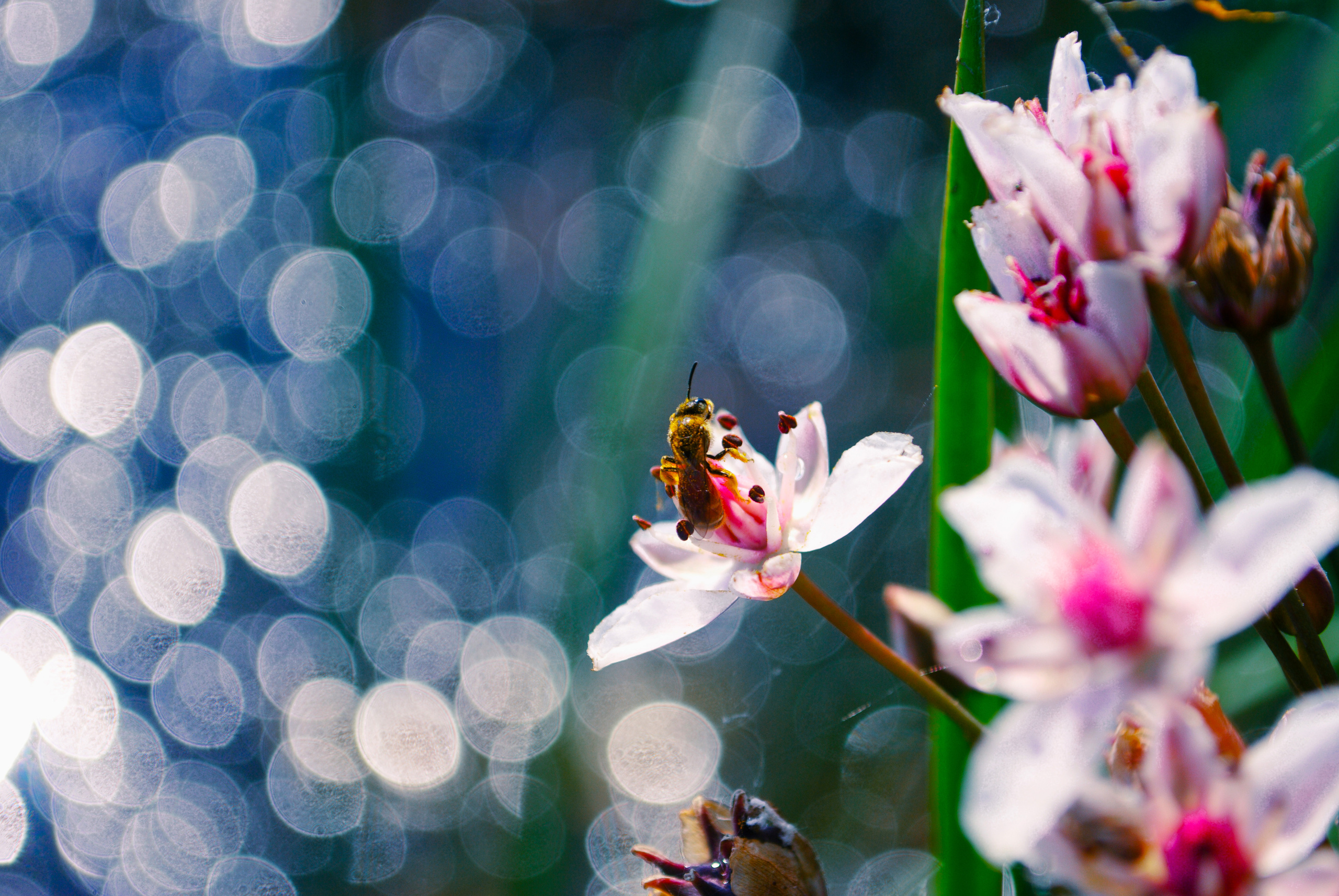Природа. Фотограф Таинства Крещения в Саратове Ильченко Артем