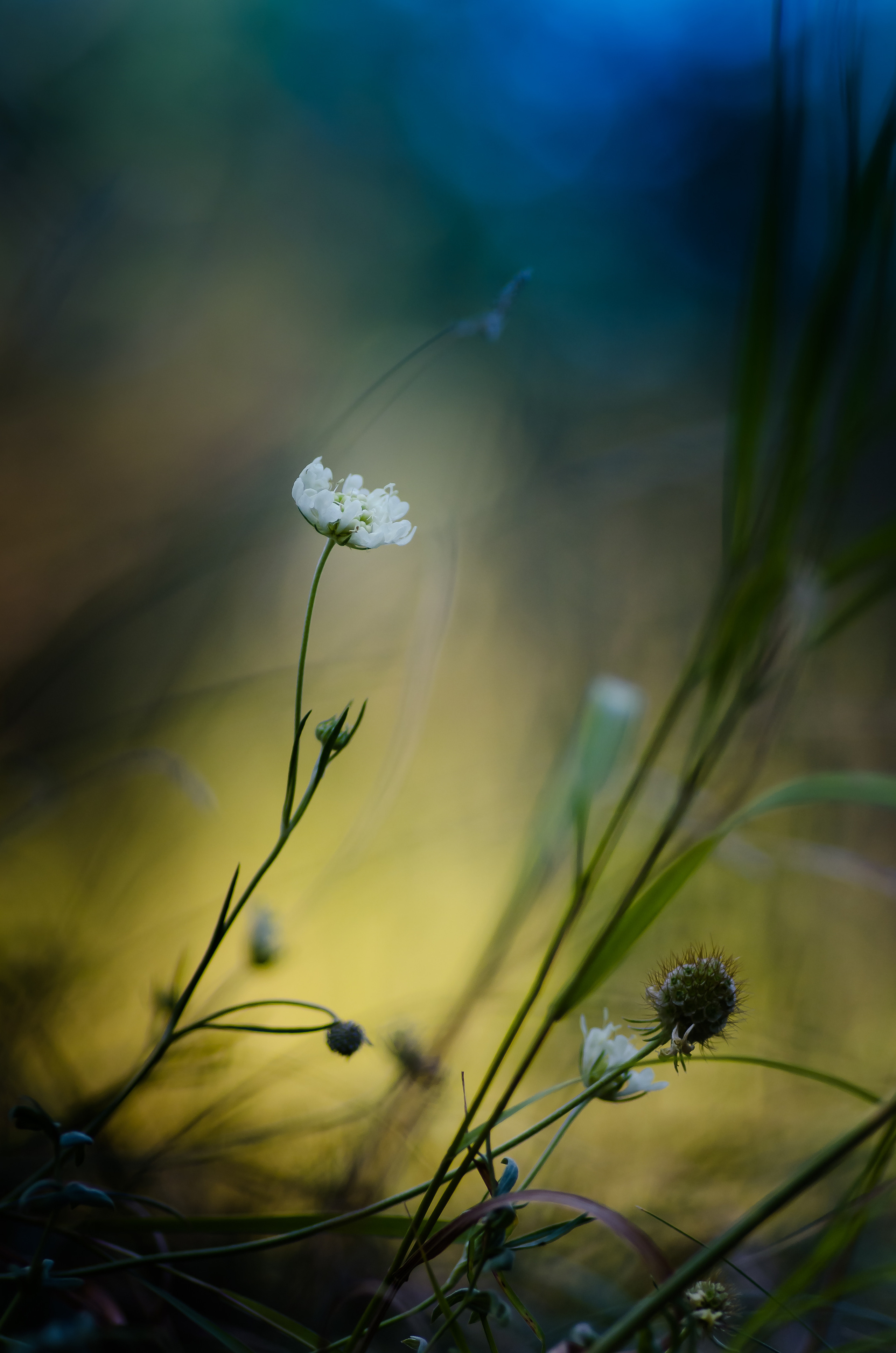 Природа. Фотограф Таинства Крещения в Саратове Ильченко Артем