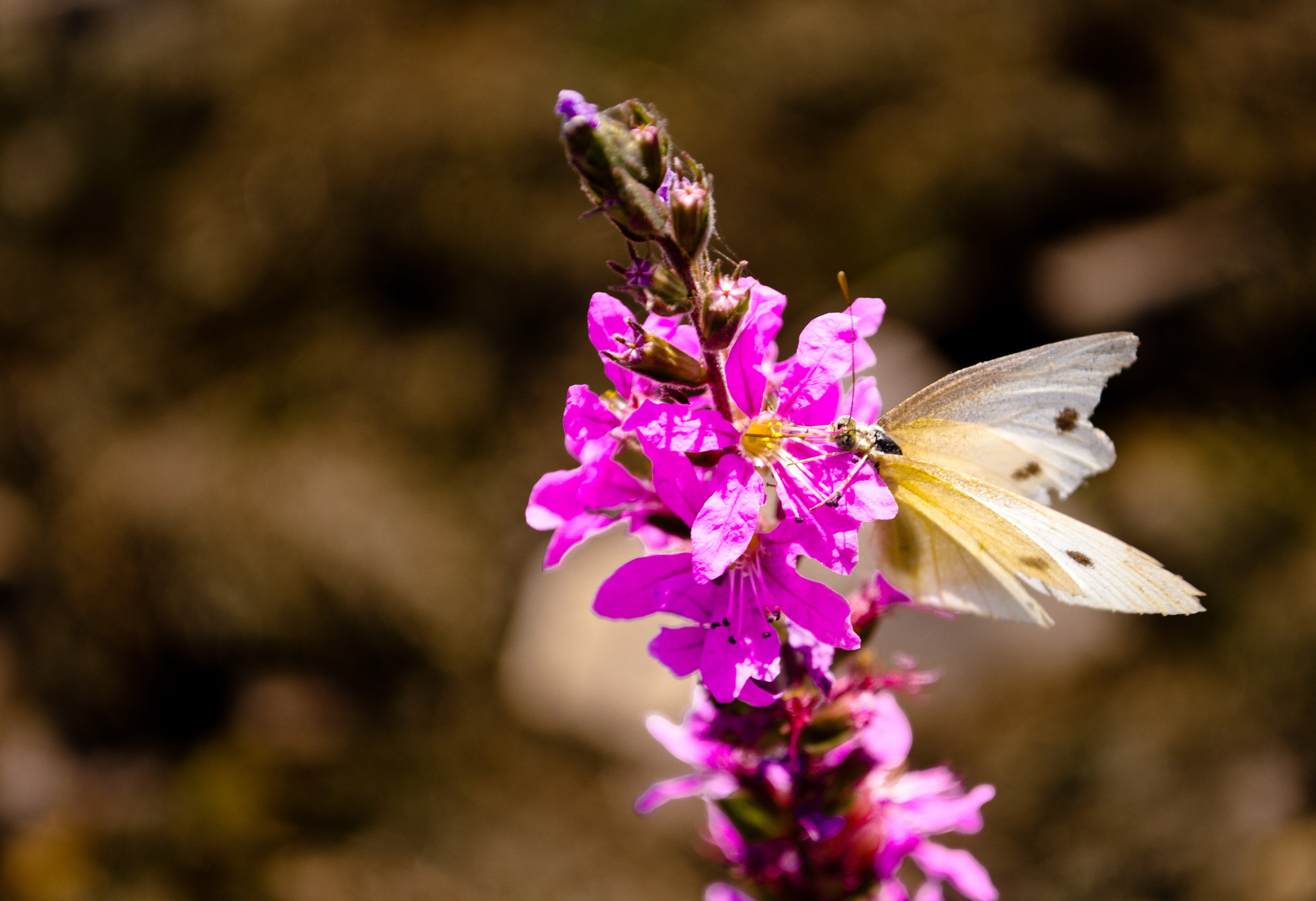 Природа. Фотограф Таинства Крещения в Саратове Ильченко Артем