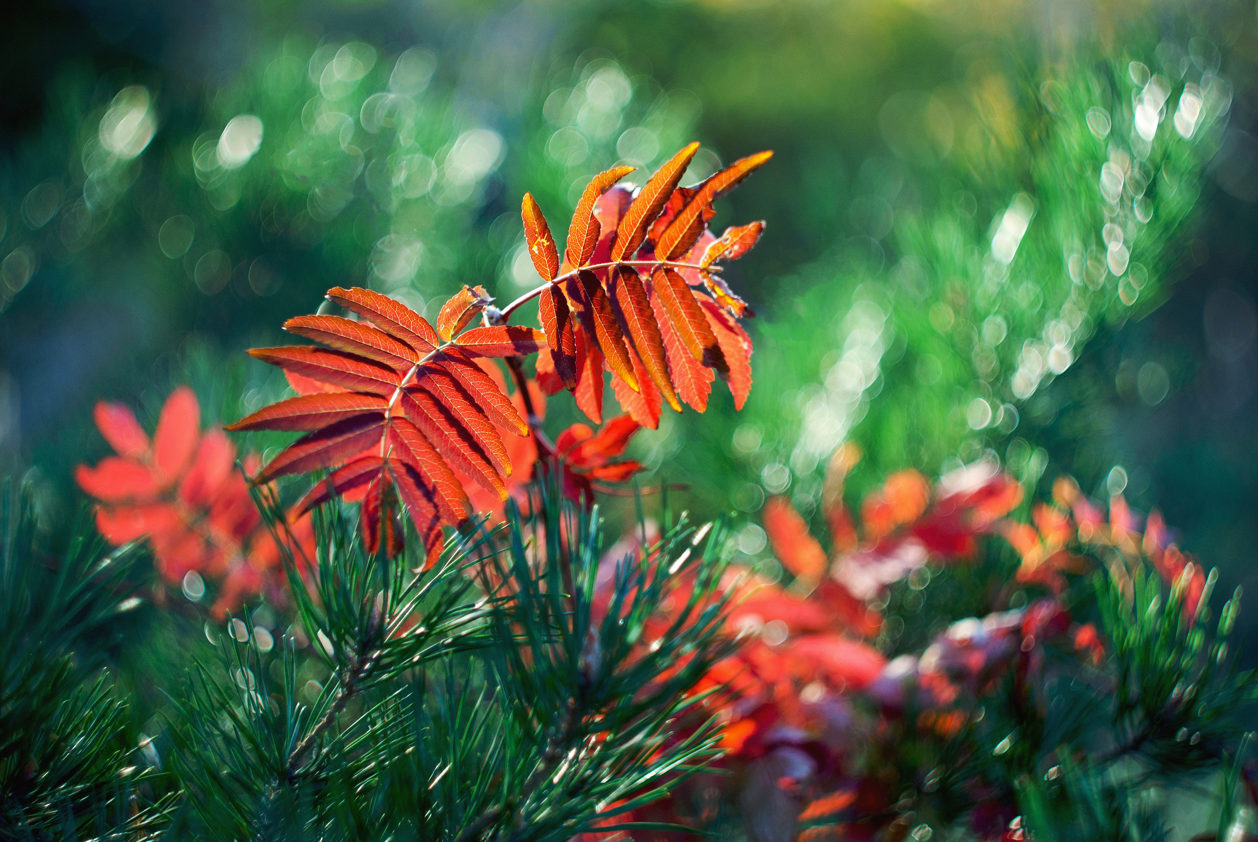 Природа. Фотограф Таинства Крещения в Саратове Ильченко Артем