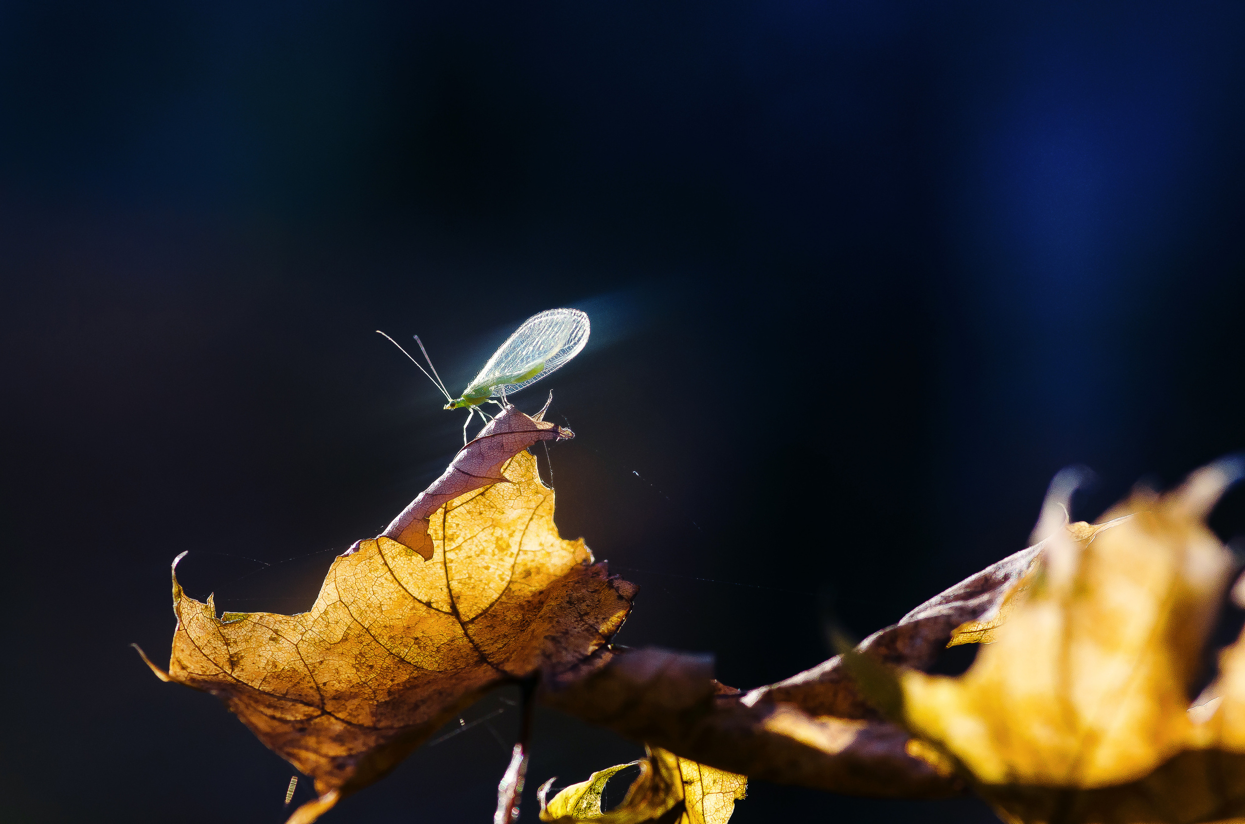 Природа. Фотограф Таинства Крещения в Саратове Ильченко Артем