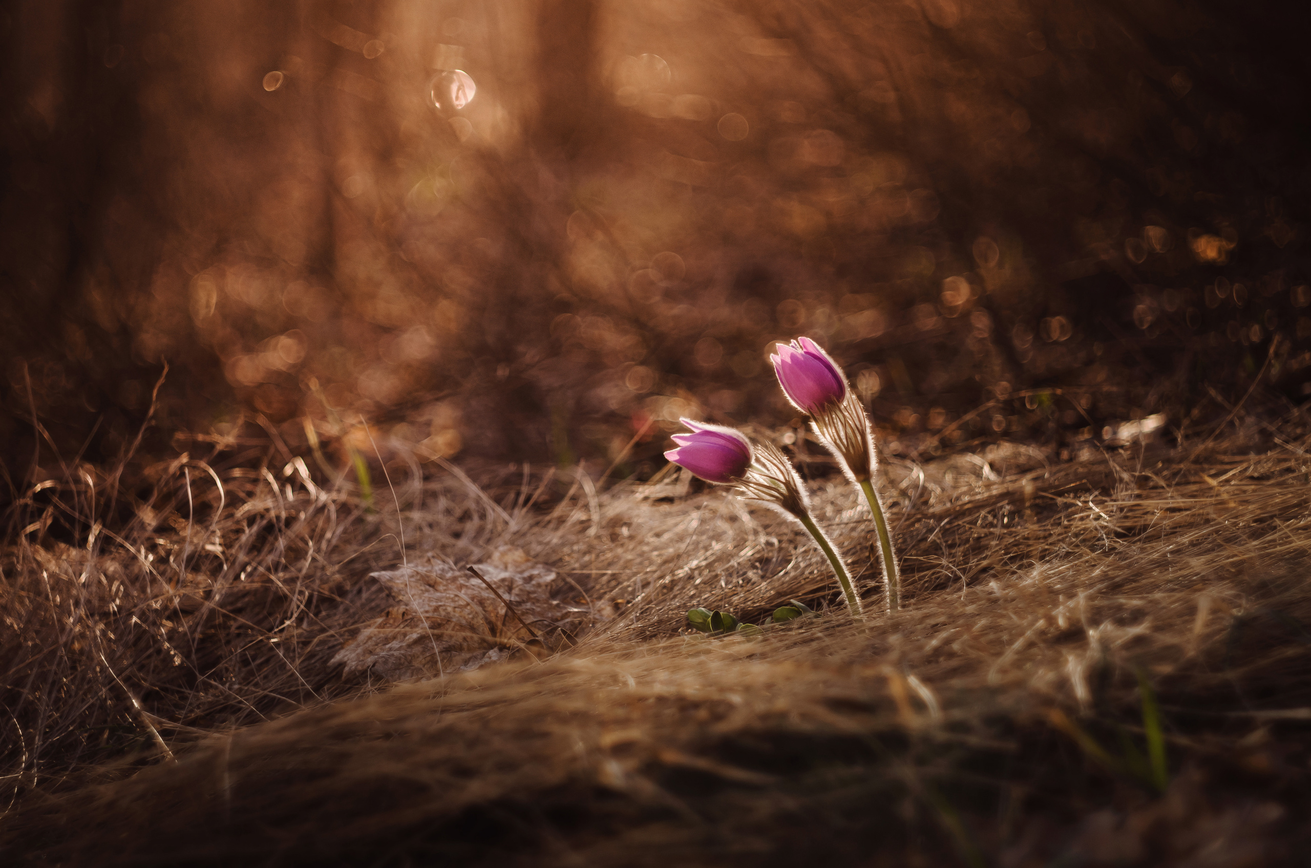 Природа. Фотограф Таинства Крещения в Саратове Ильченко Артем