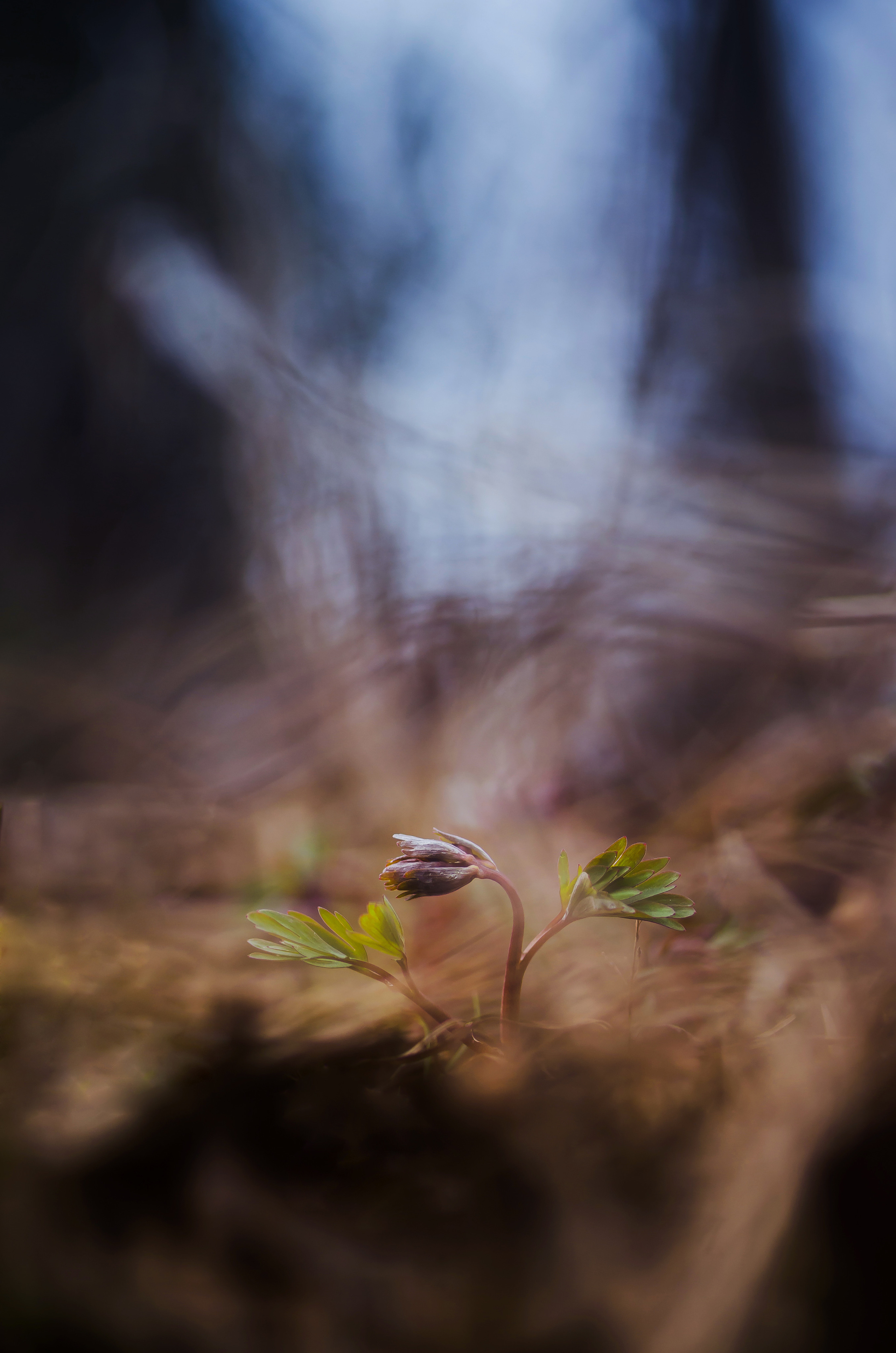 Природа. Фотограф Таинства Крещения в Саратове Ильченко Артем