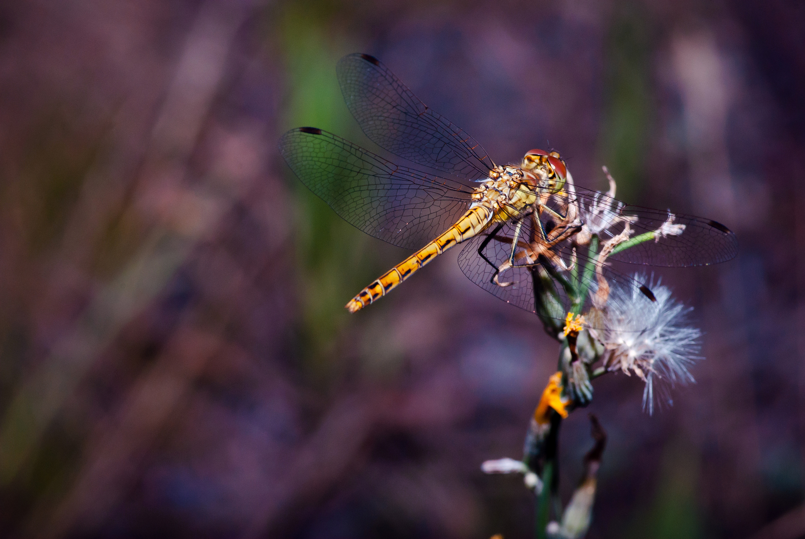 Природа. Фотограф Таинства Крещения в Саратове Ильченко Артем