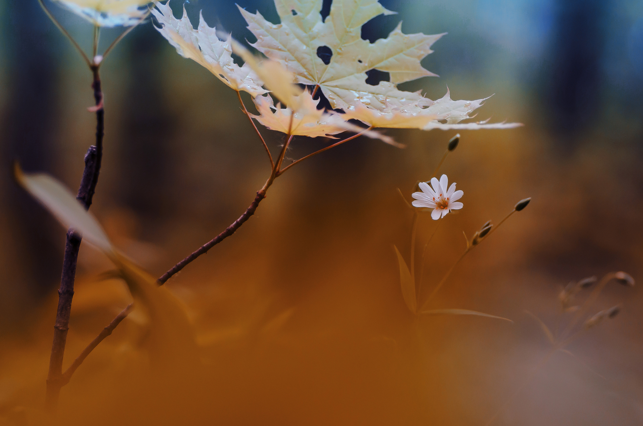 Природа. Фотограф Таинства Крещения в Саратове Ильченко Артем