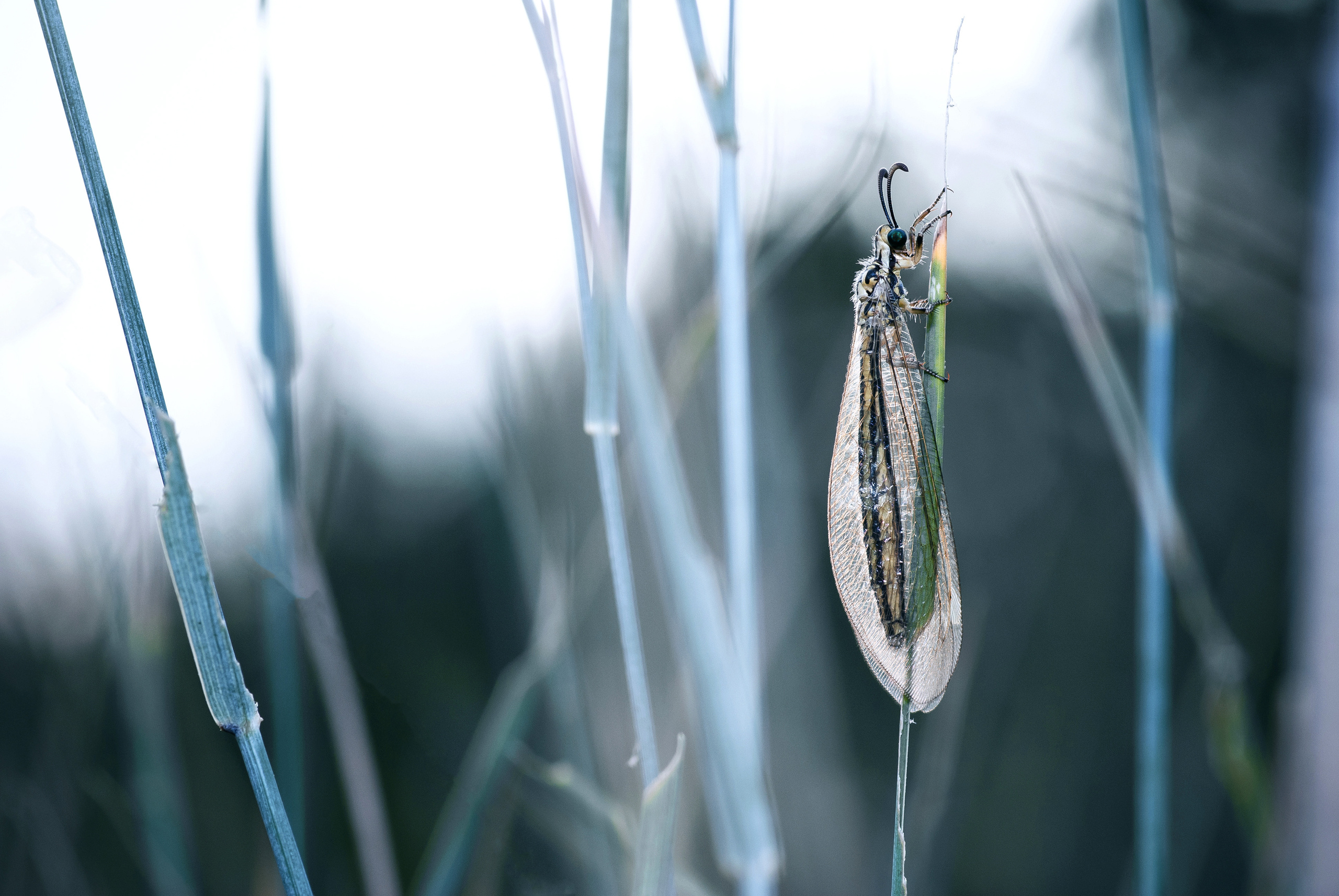 Природа. Фотограф Таинства Крещения в Саратове Ильченко Артем