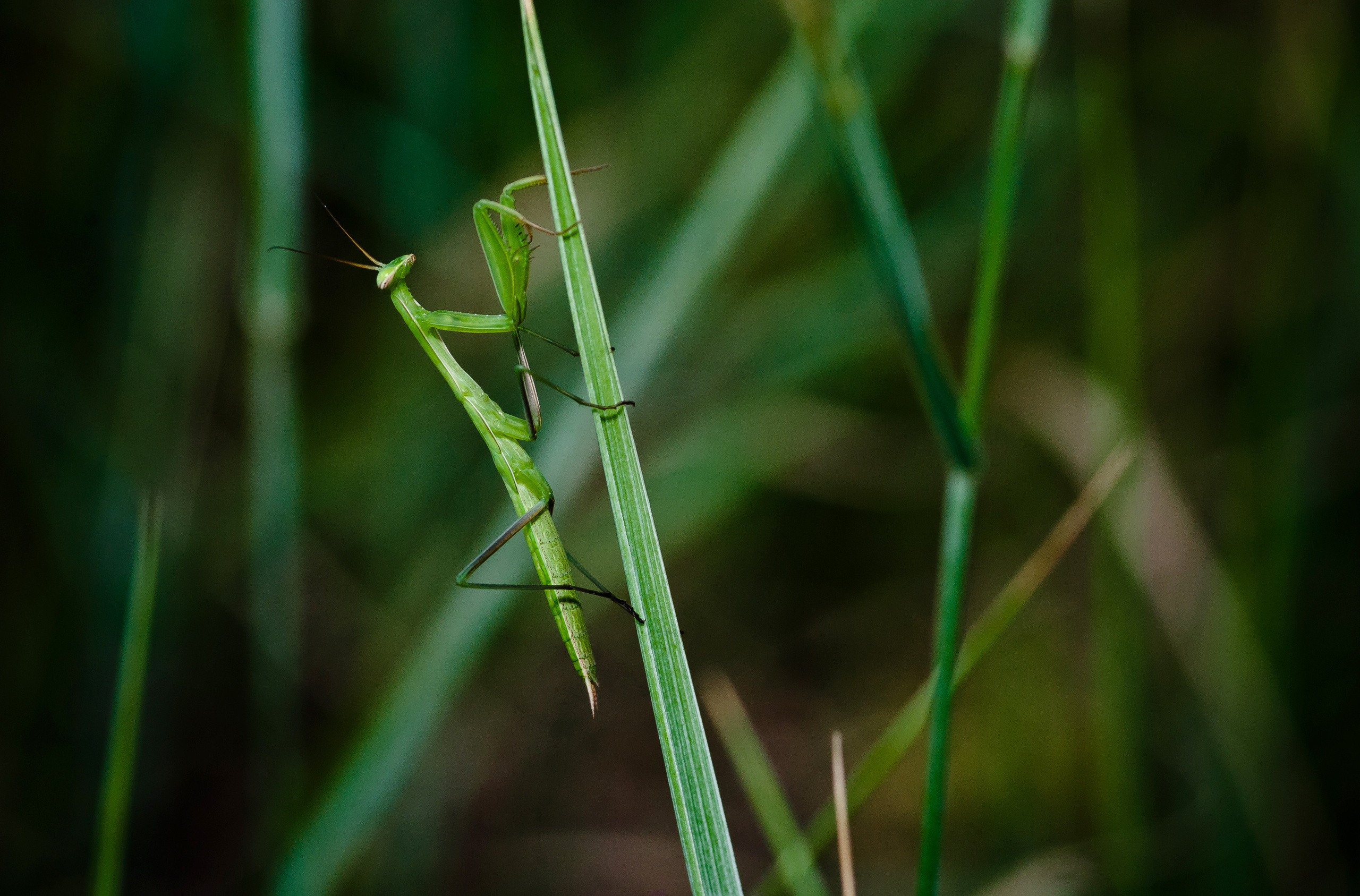Природа. Фотограф Таинства Крещения в Саратове Ильченко Артем