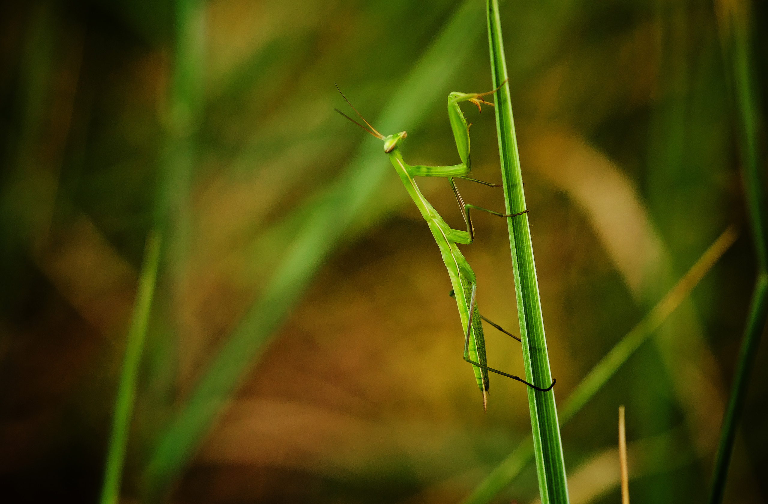 Природа. Фотограф Таинства Крещения в Саратове Ильченко Артем