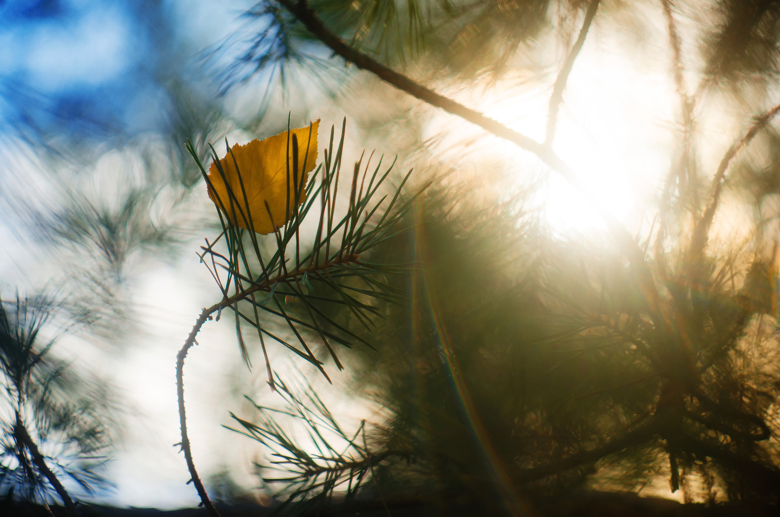 Природа. Фотограф Таинства Крещения в Саратове Ильченко Артем