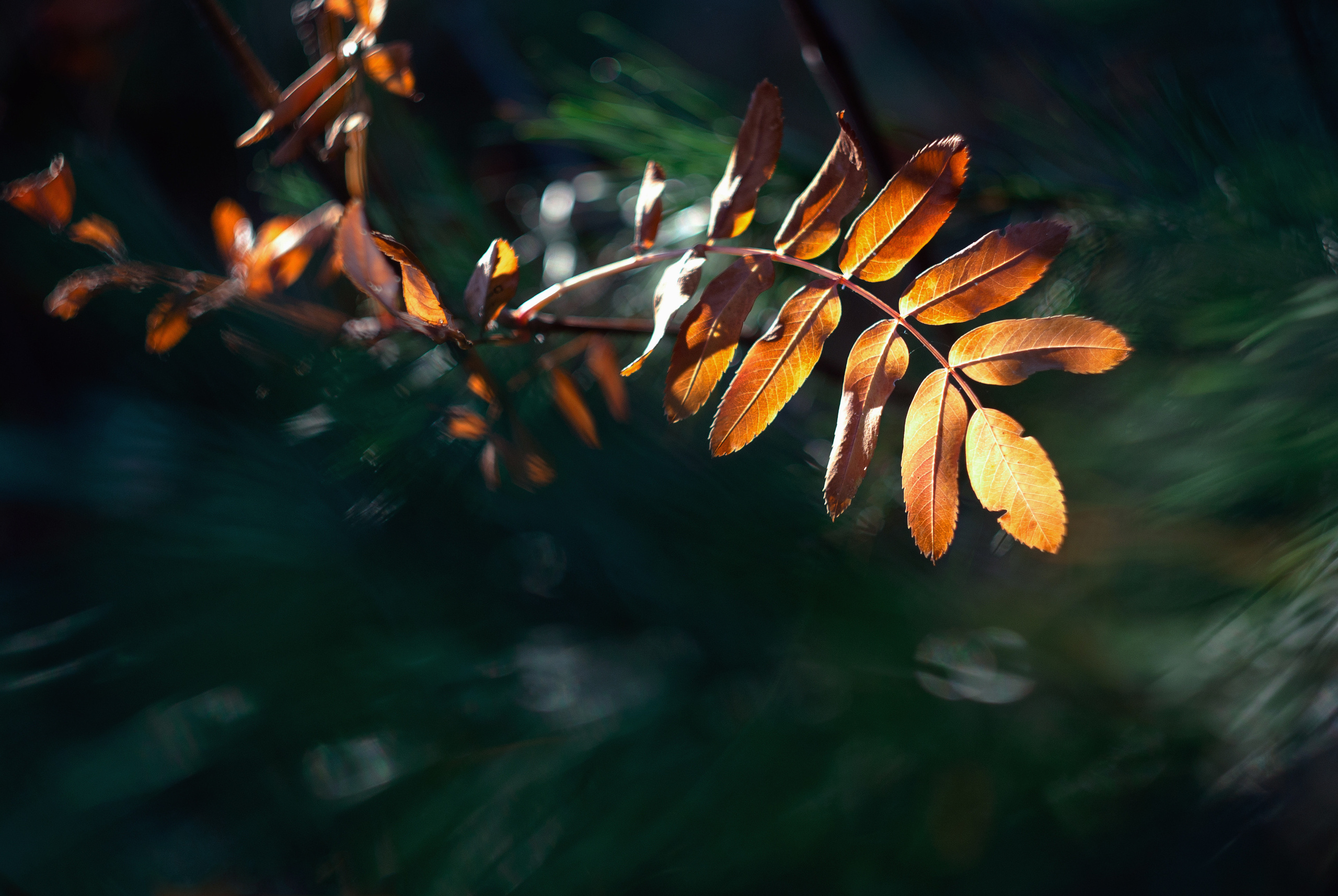 Природа. Фотограф Таинства Крещения в Саратове Ильченко Артем