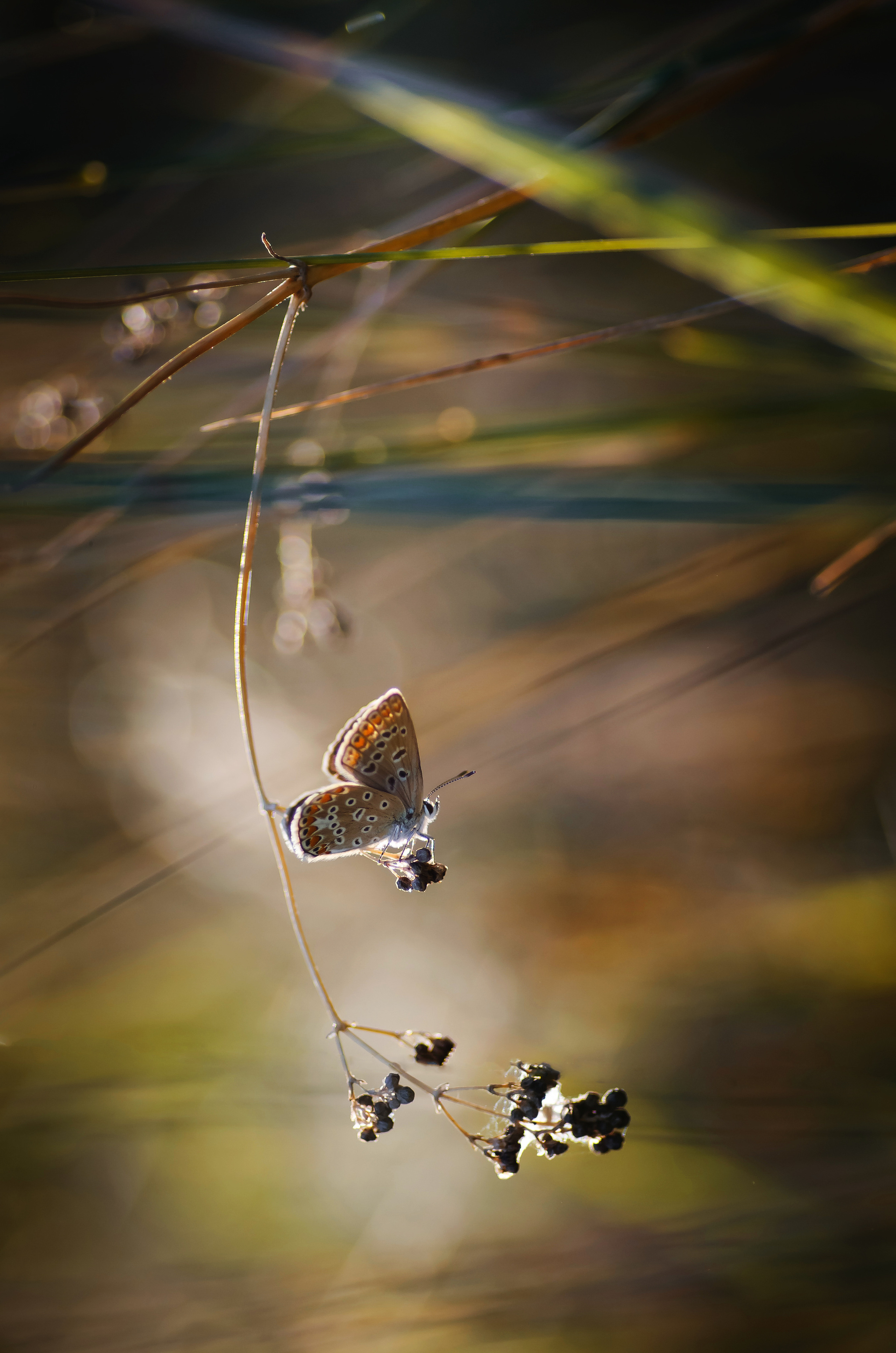 Природа. Фотограф Таинства Крещения в Саратове Ильченко Артем
