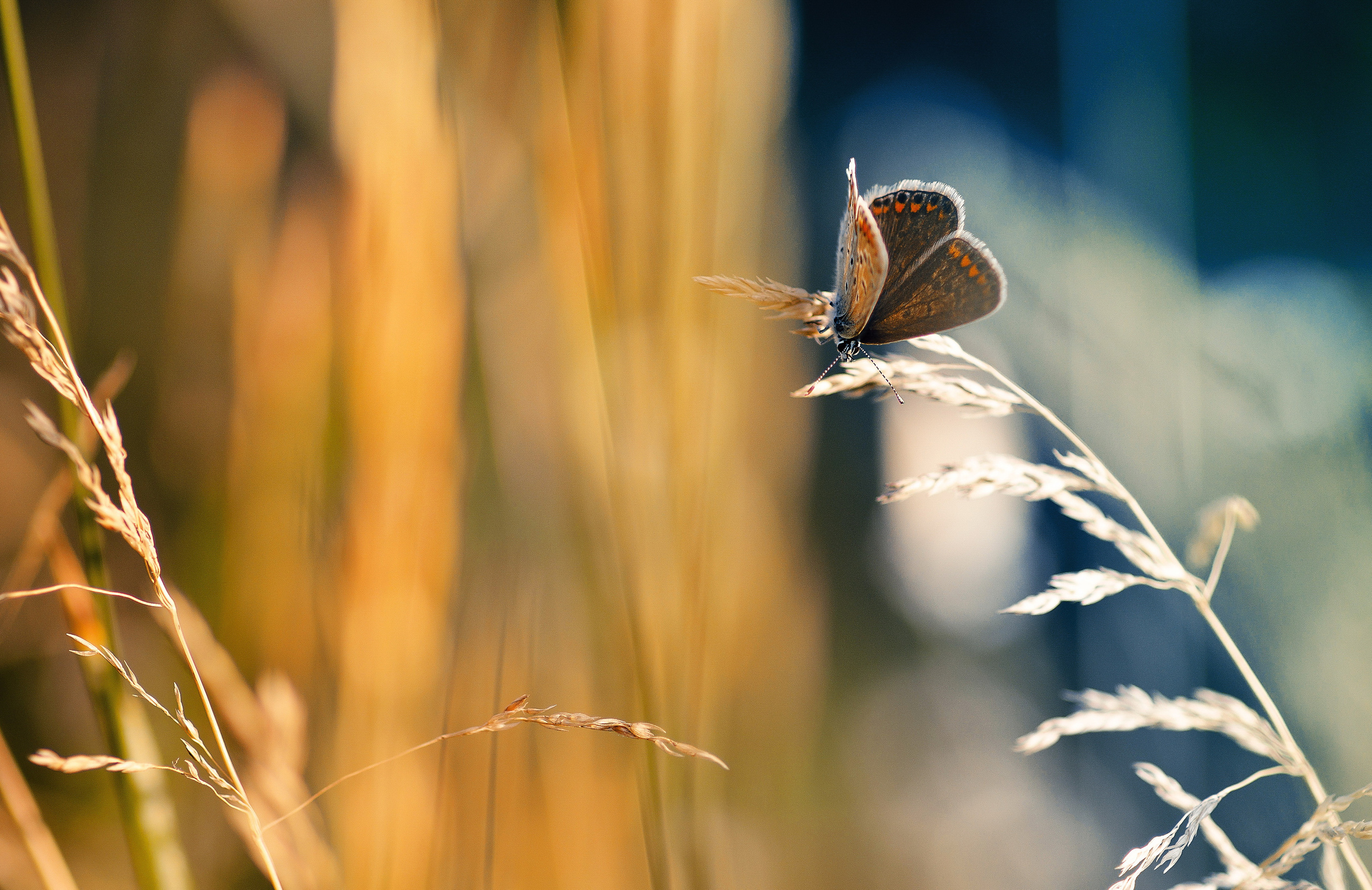 Природа. Фотограф Таинства Крещения в Саратове Ильченко Артем