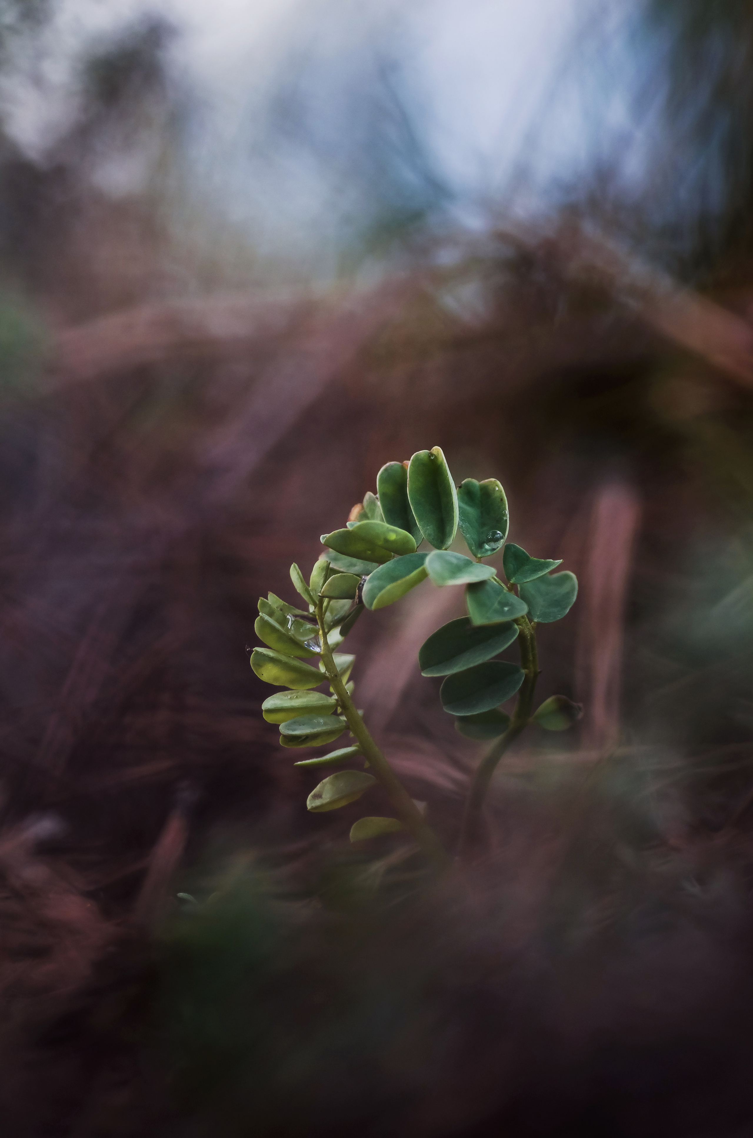 Природа. Фотограф Таинства Крещения в Саратове Ильченко Артем