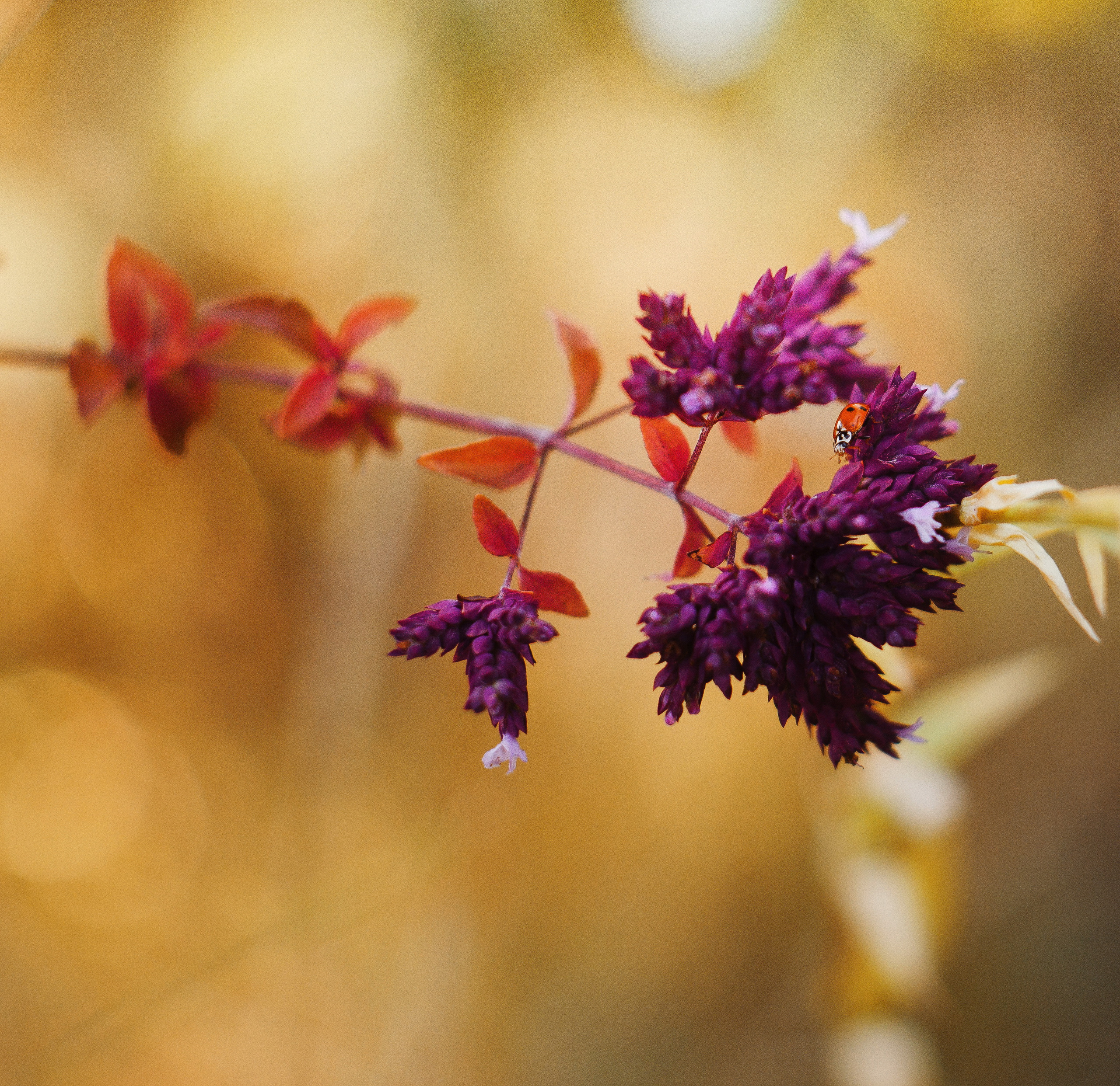 Природа. Фотограф Таинства Крещения в Саратове Ильченко Артем