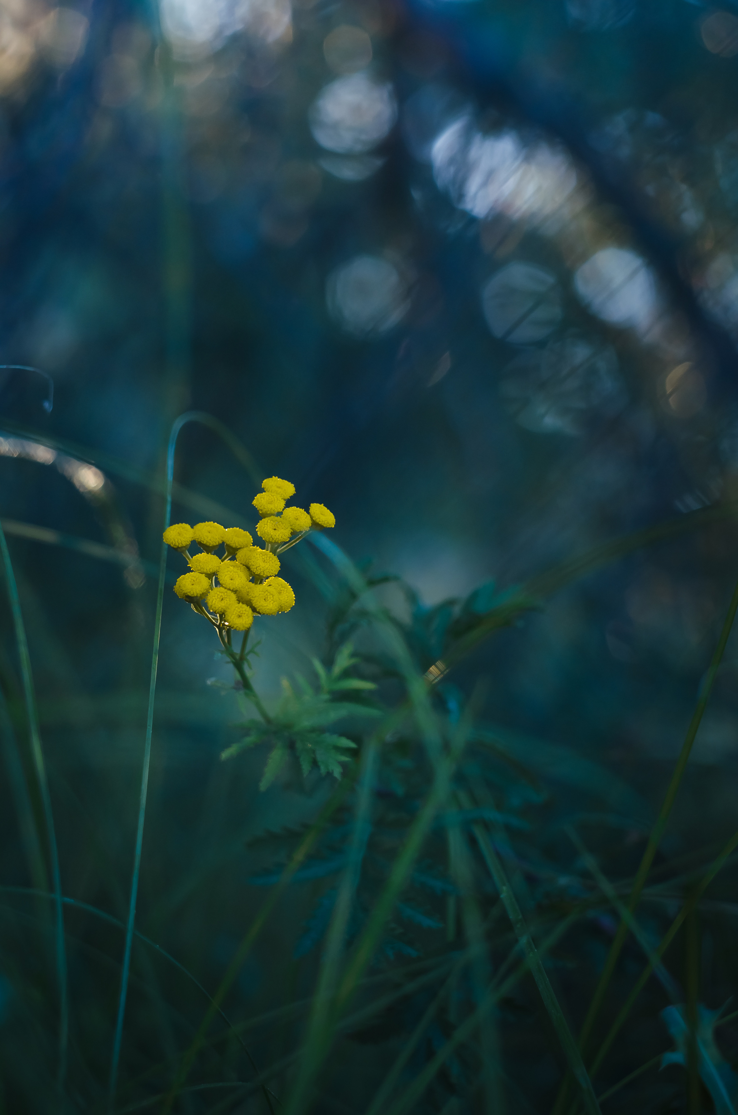 Природа. Фотограф Таинства Крещения в Саратове Ильченко Артем