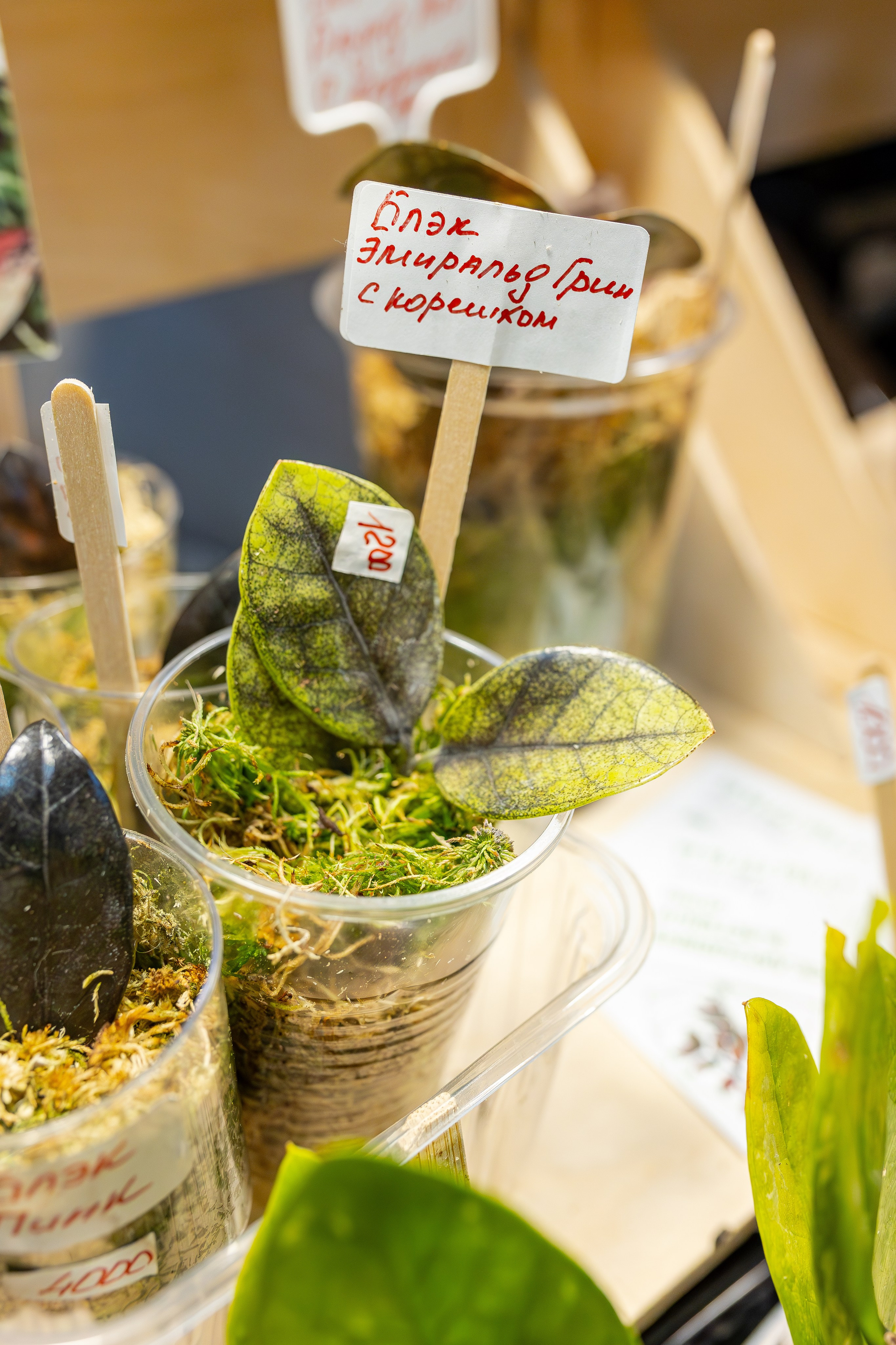 Монстериум апрель 2026. Александра Куликова фотограф, Москва