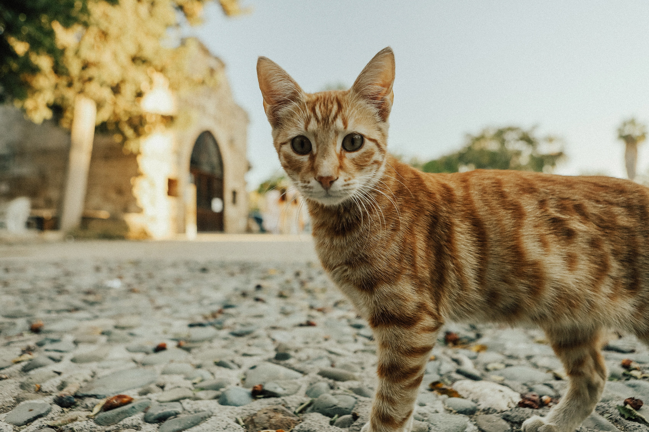 K&D. Фотограф в Батуми Павел Шарников