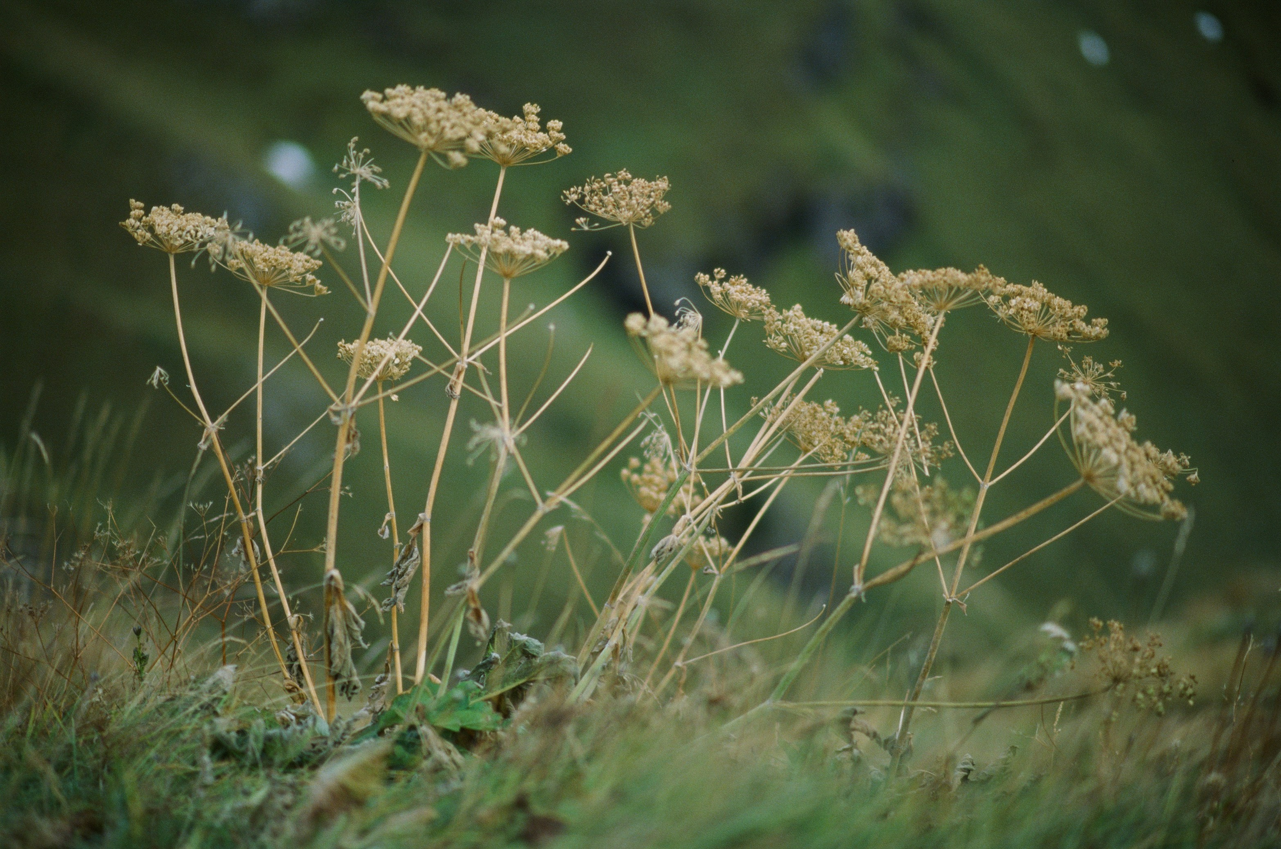 Wasted // italy, dolomites III. EVER EXPOSED