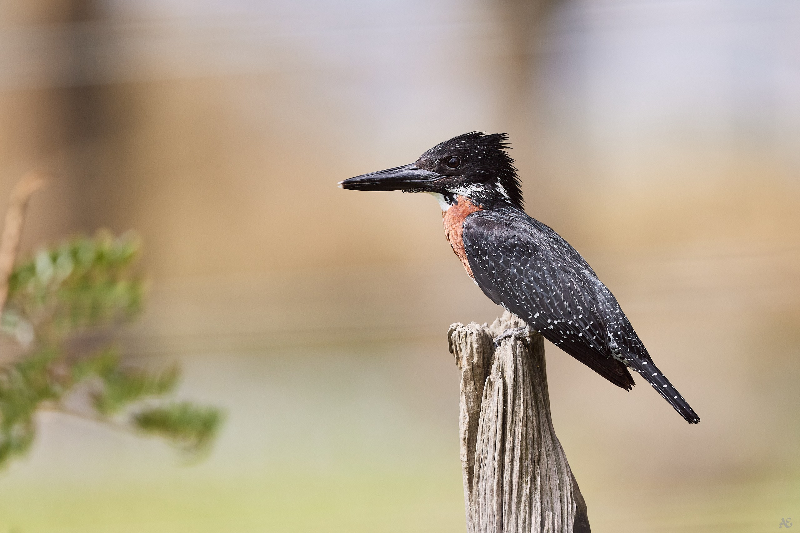 Гигантский пегий зимородок
