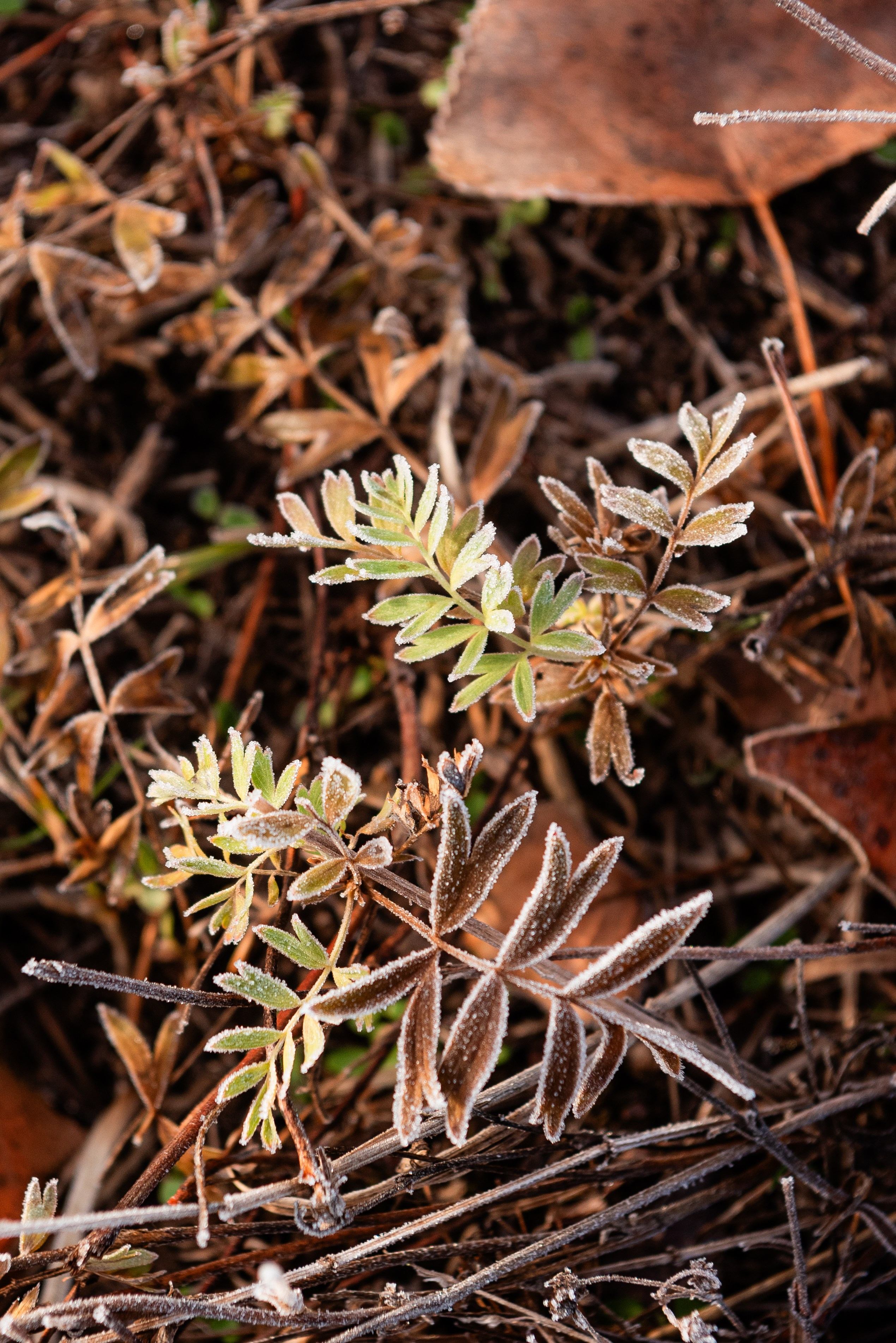 Фотографии утреннего тумана под Волжским. Фотограф в Волгограде и Волжском Александр Горбань