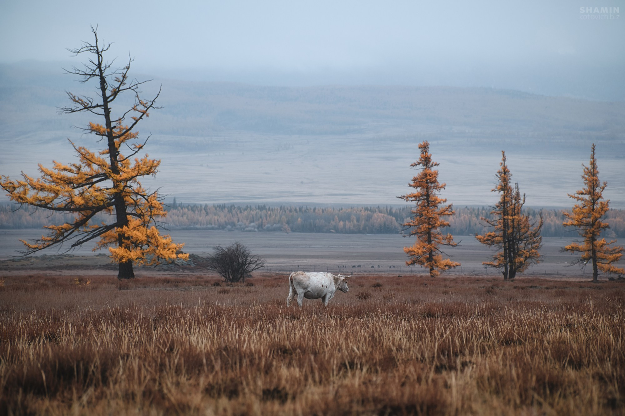 Алтай — пейзажная фотография Константина Шамина. Горы, реки и долины Алтая, природный свет, аэрофотосъёмка и классические пейзажи России.