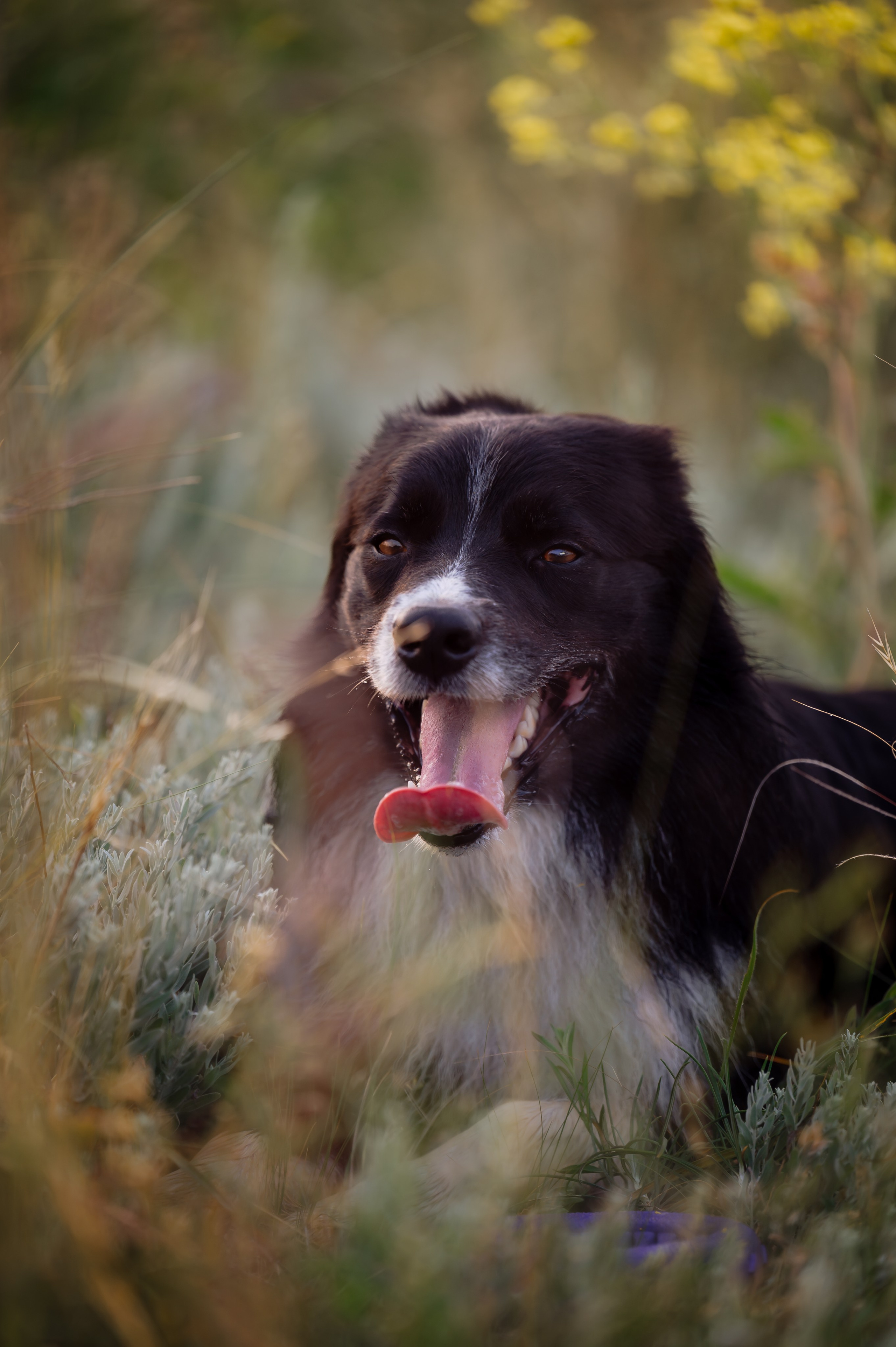 Прогулка на рассвете с бордер-колли. Фотограф в Ростове —на — Дону