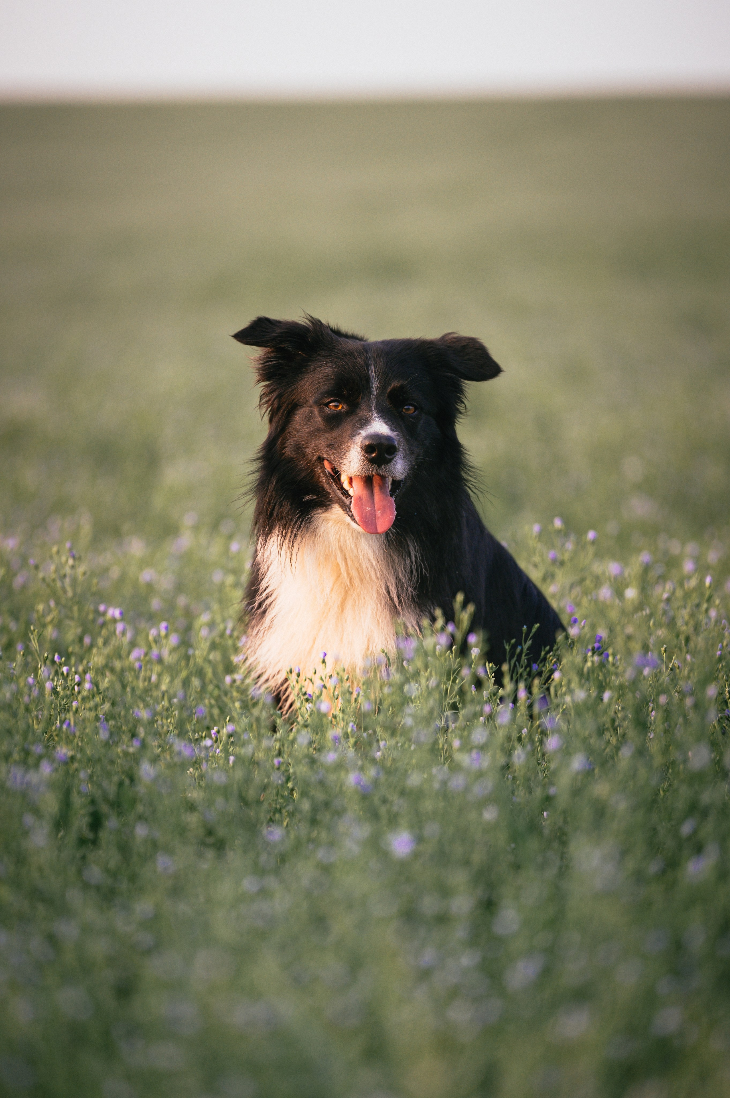 Прогулка на рассвете с бордер-колли. Фотограф в Ростове —на — Дону