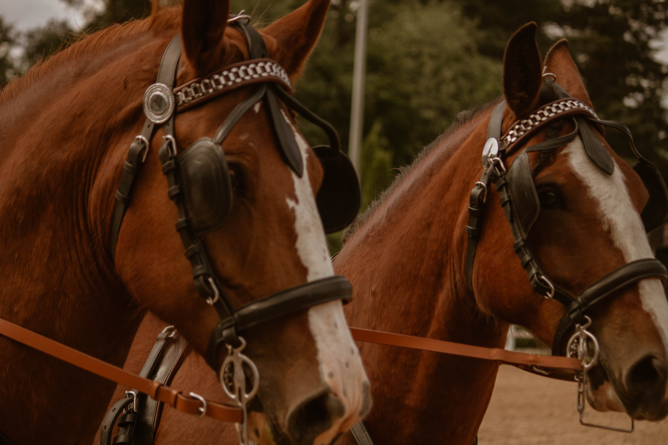 ИППОСФЕРА — Международная конная выставка. Создадим шедевр? Виталина и её фотоискусство