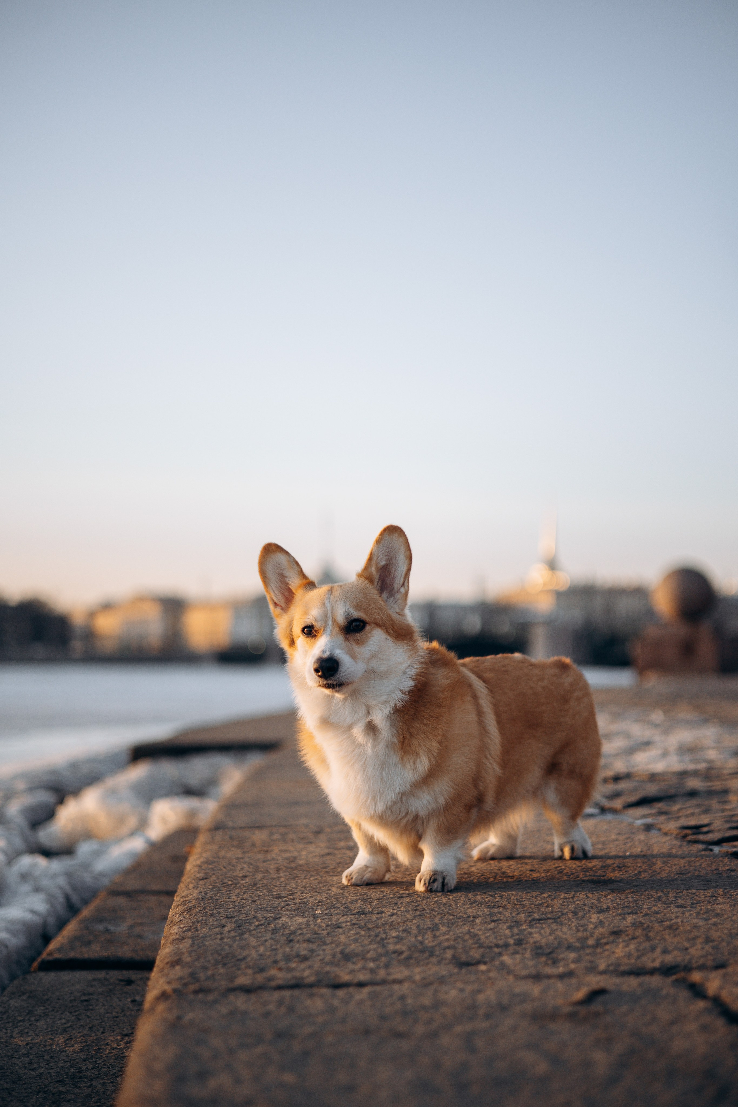 Настя и Ева. Фотограф — Анималист | Санкт-Петербург