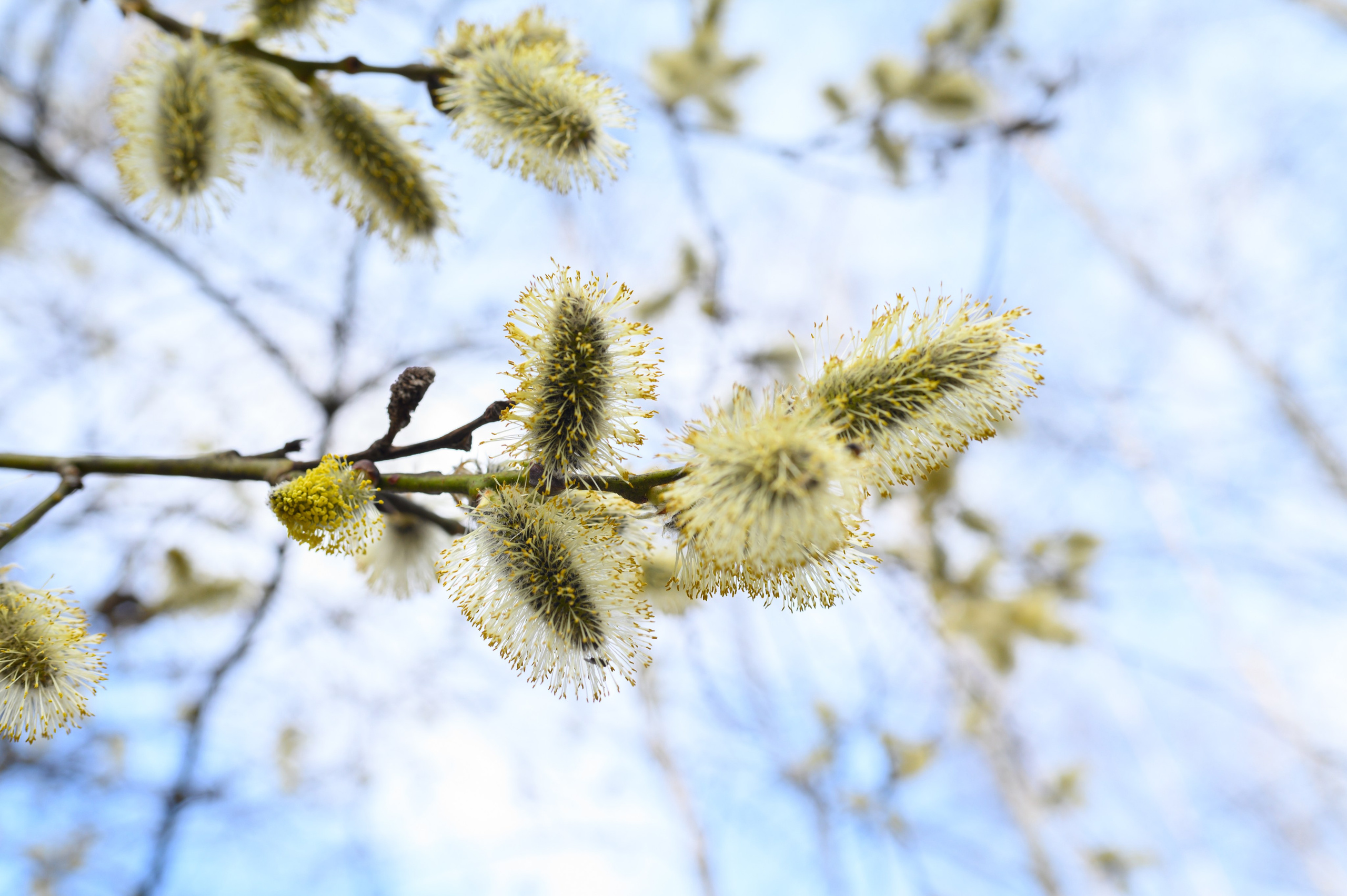 Молодая листва. Анна Боровикова, фотограф Пушкино