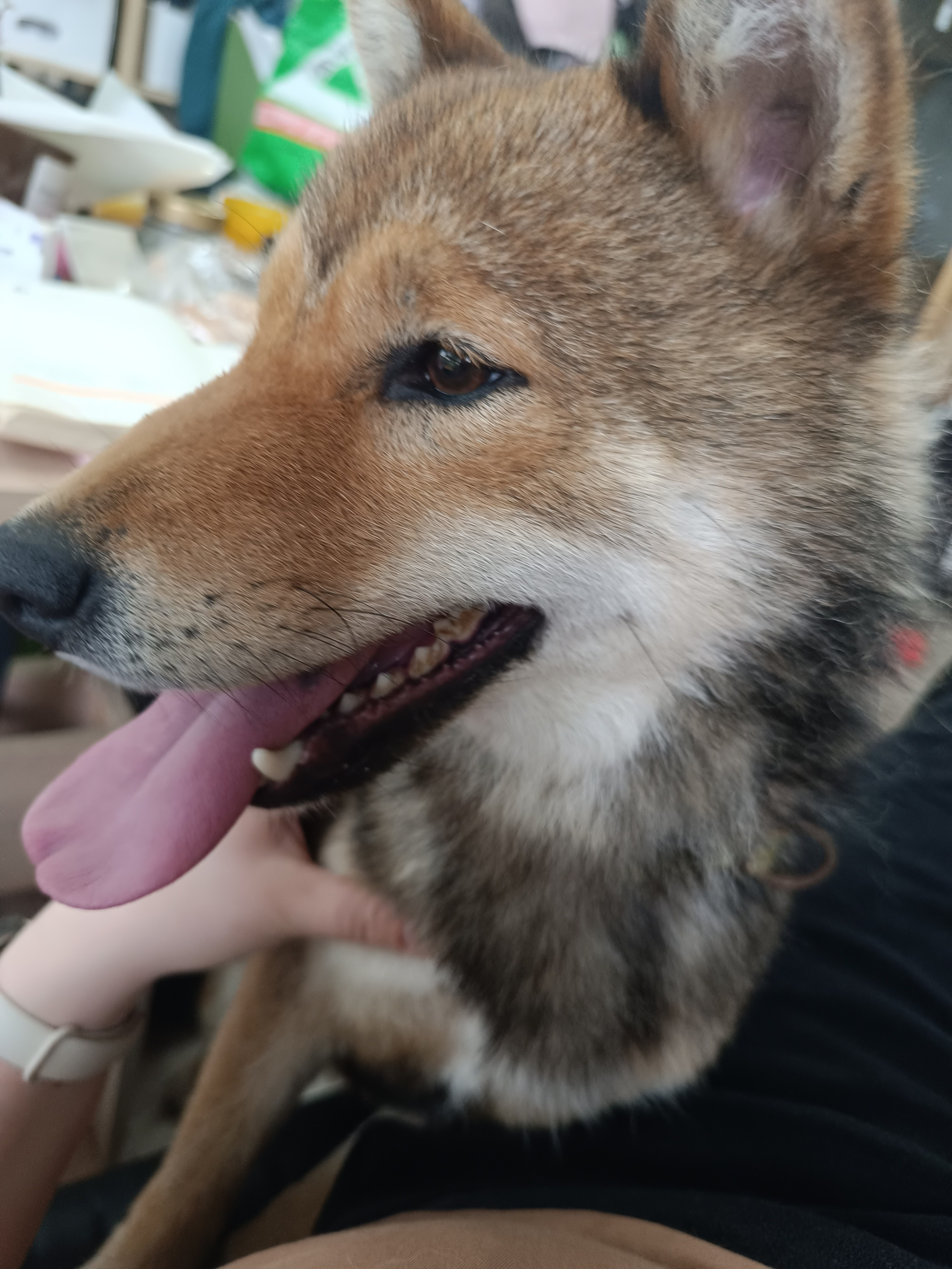 Шаман (красный сезам) *. Американская акита I Сиба ину I Питомник RUBYLIGHT