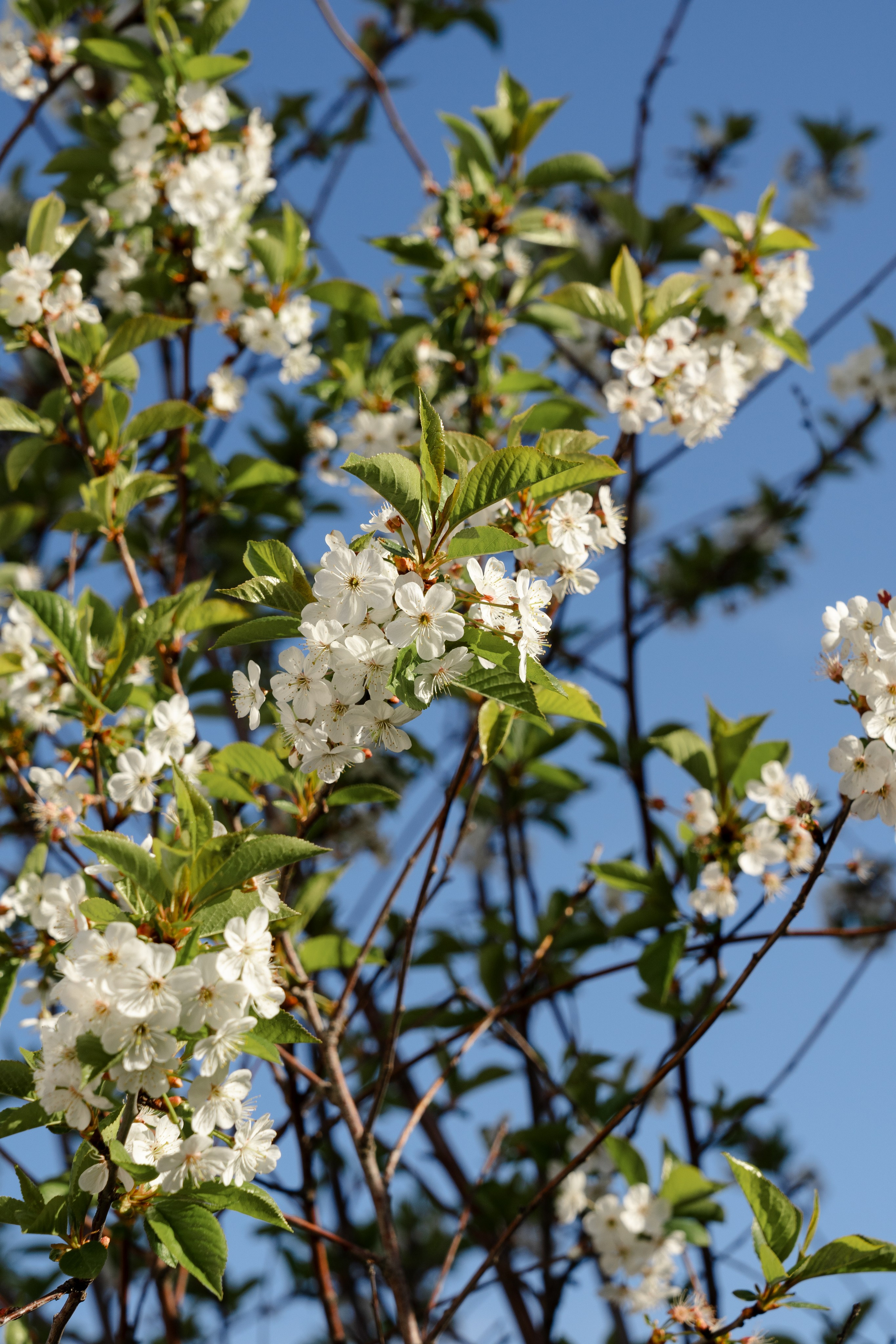 Blooming in the garden, Moscow region. Артамонов Александр | Архитектурный и ландшафтный фотограф