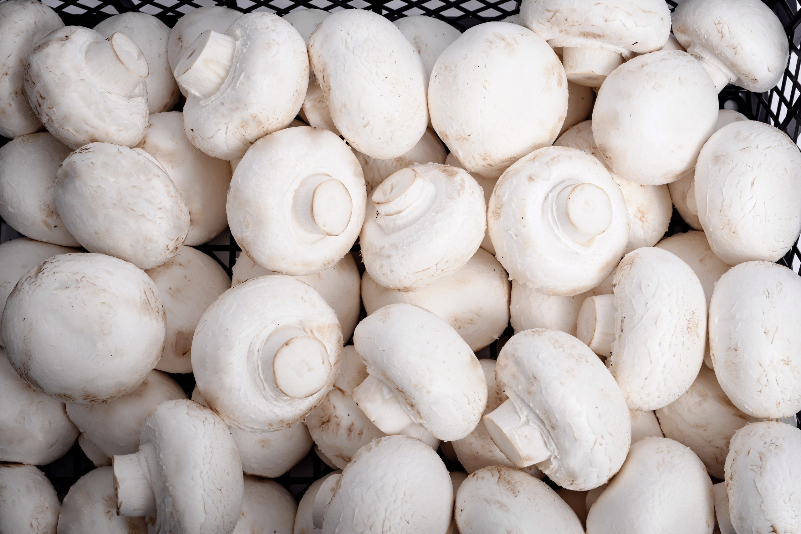 IGS AGRO завод шампиньонов. Коммерческий фотограф в Казани Ксения Добролюбова