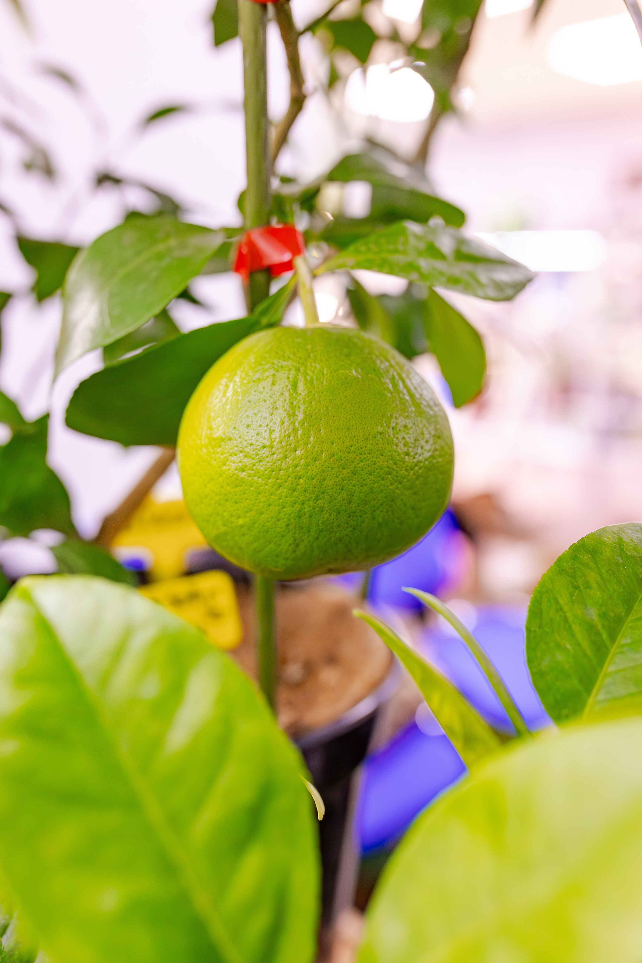 Орхидиум сентябрь 2025. Александра Куликова фотограф, Москва