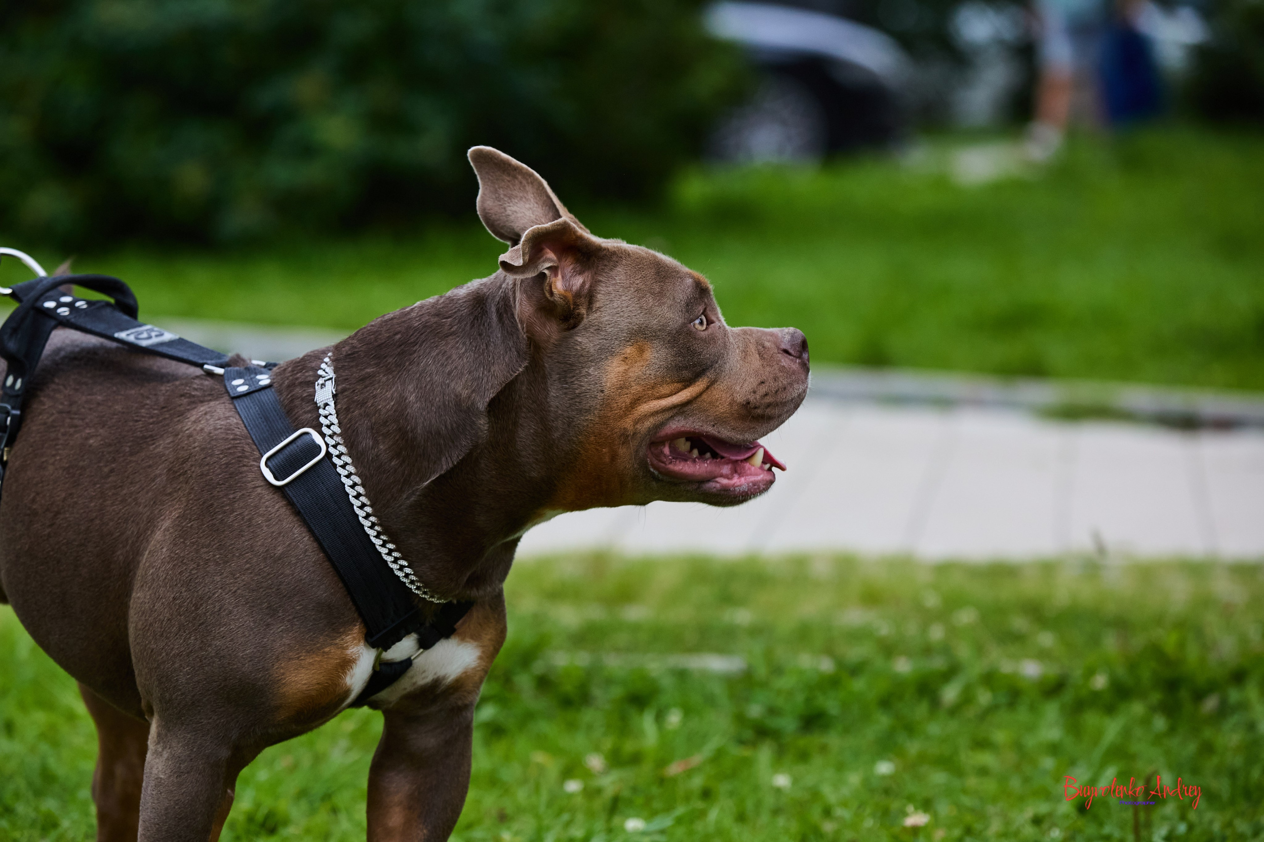 Проект фотопрогулка с хвостиком. Buyvolenko Andrey