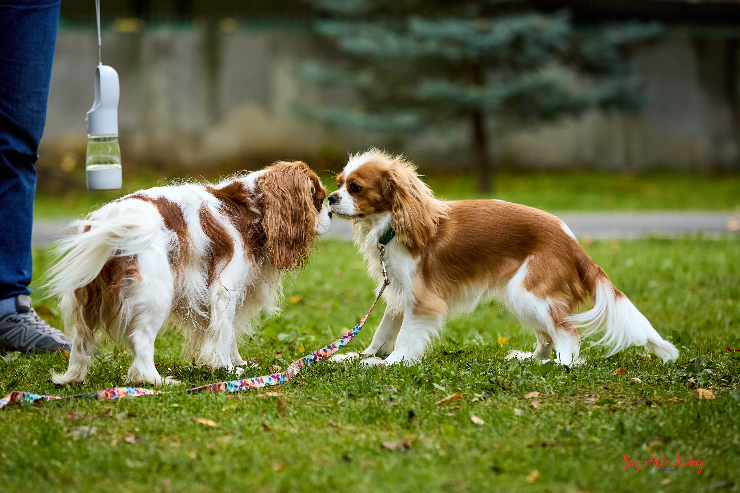 Фотопрогулка с кавалерами. Buyvolenko Andrey
