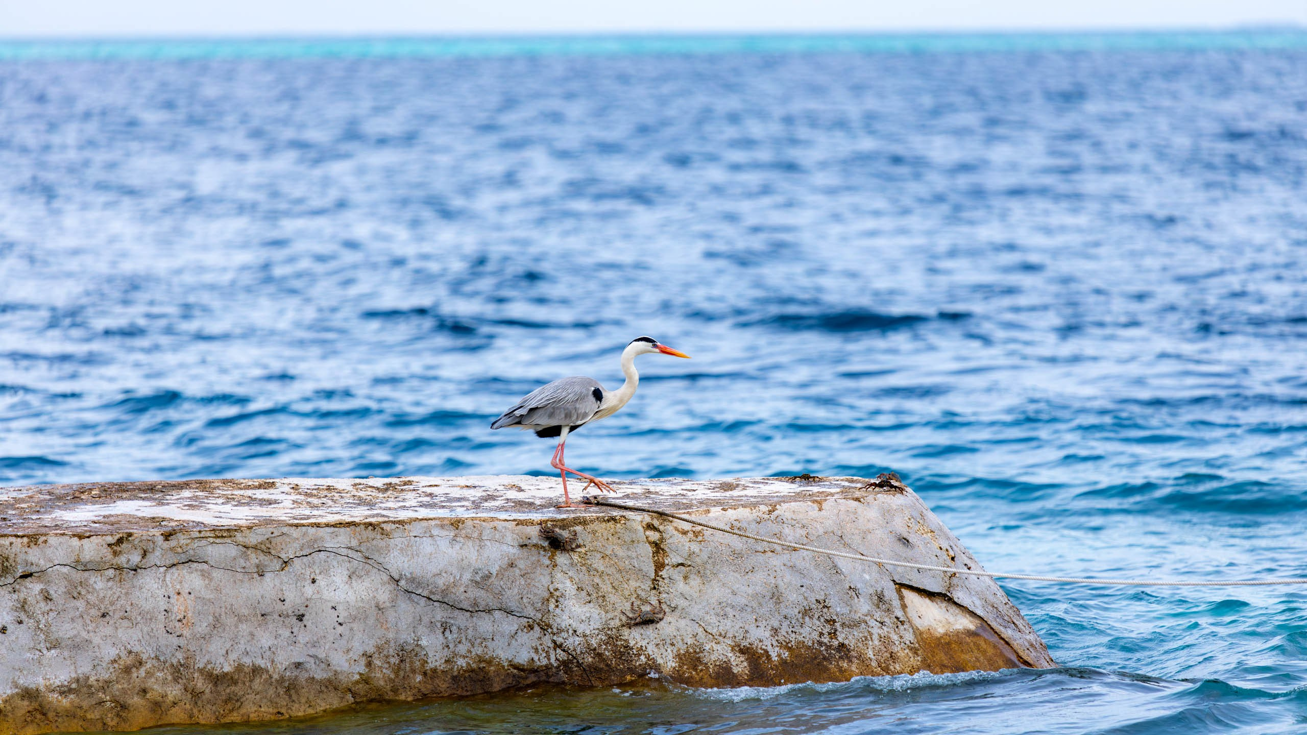 Мальдивы, Ellaidhoo Maldives by Cinnamon