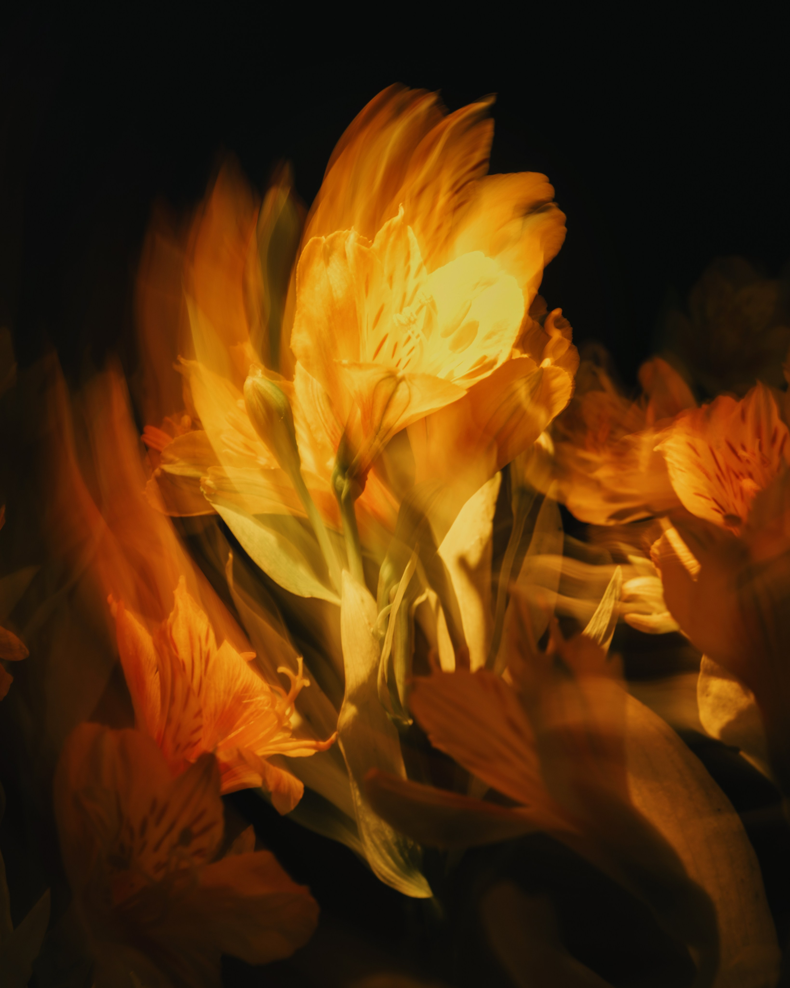 Flowers photoshoots. Zamira Sozieva ~ Portrait Photographer ~ Moscow