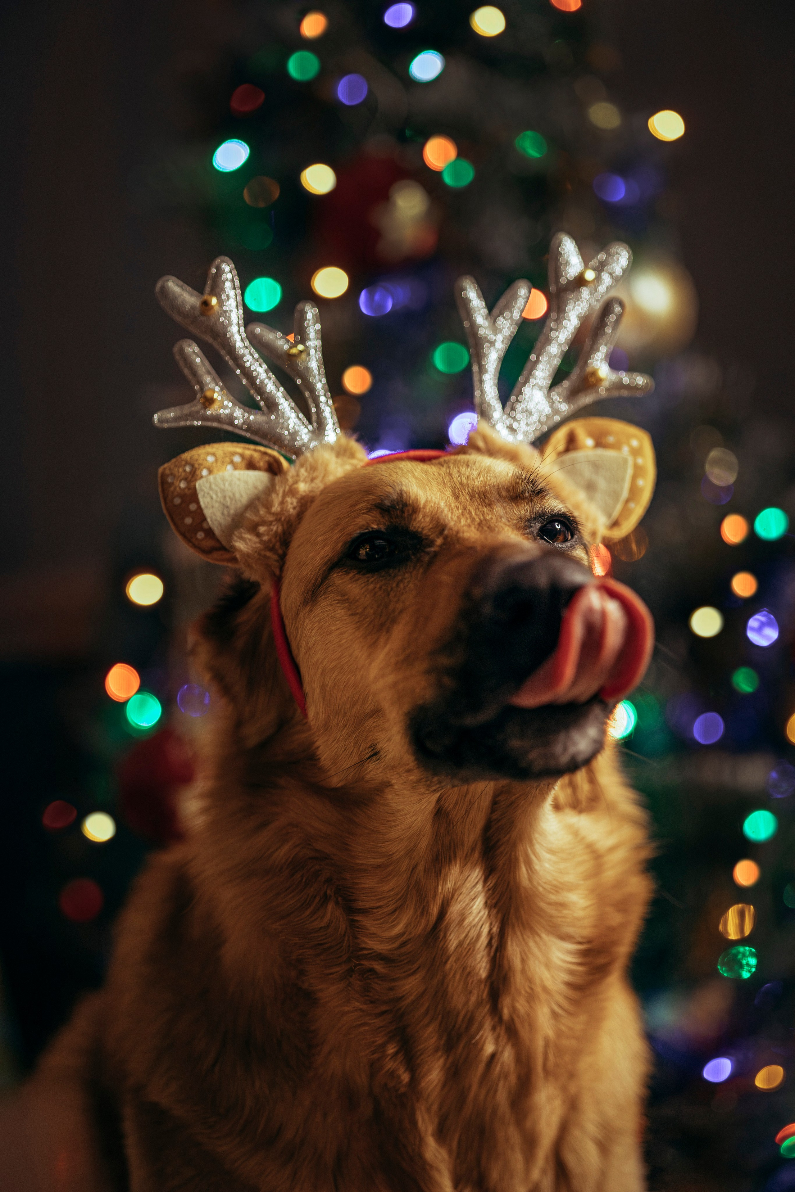 Съемка с собакой. Анастасия Белаш