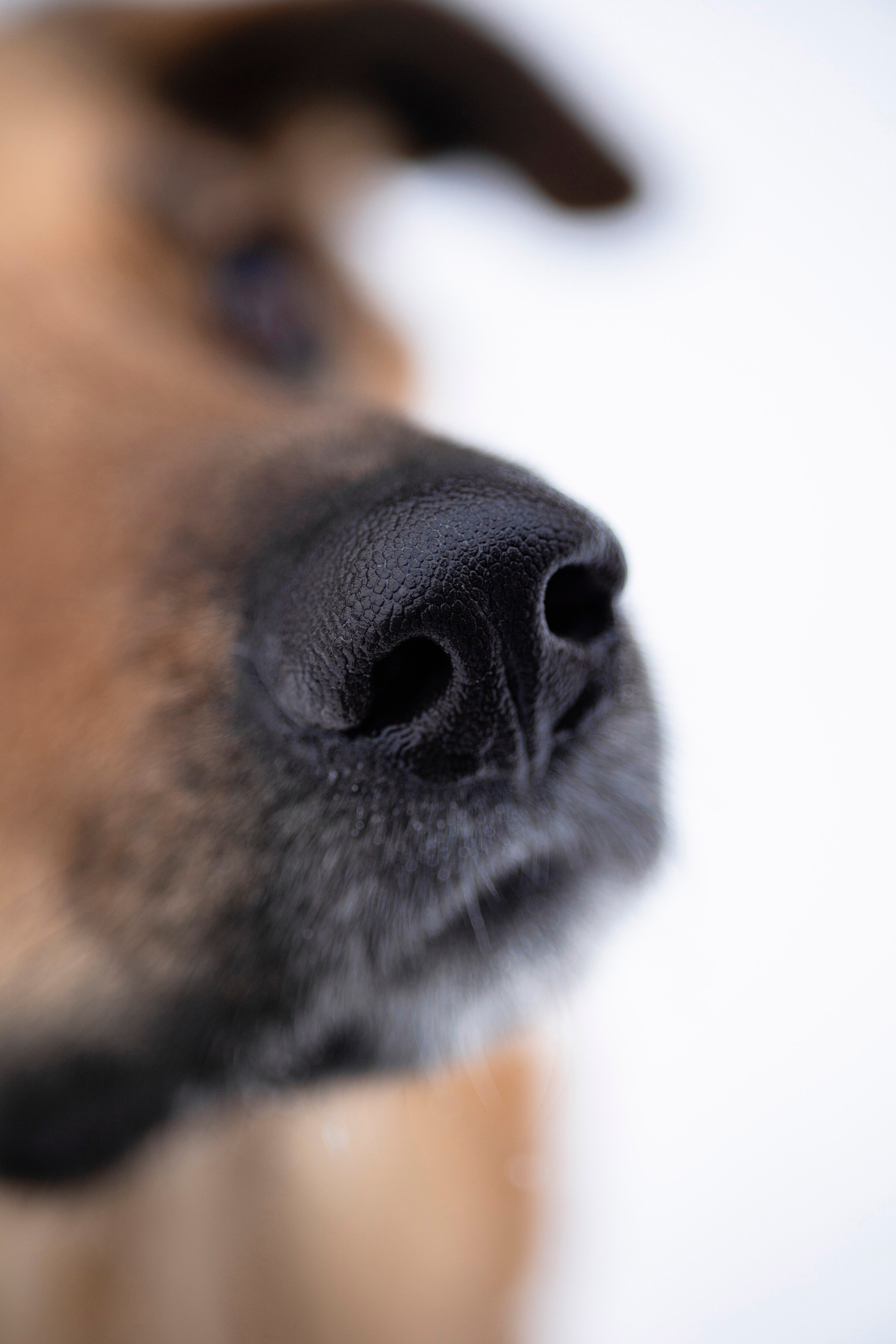 Съемка с собакой. Анастасия Белаш