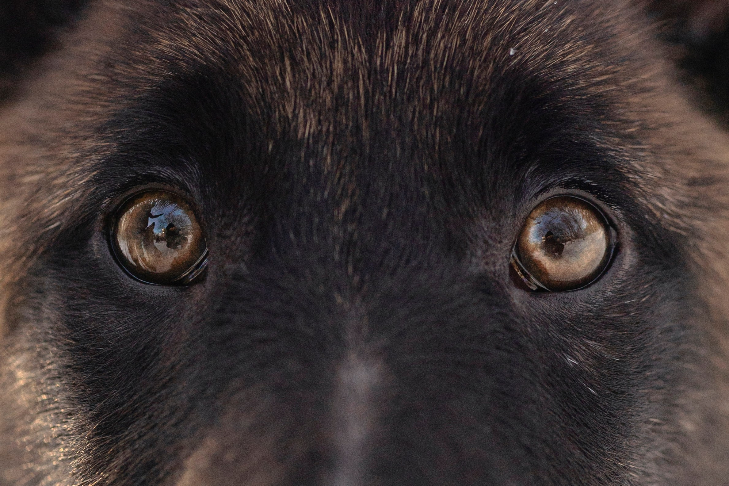 Бэлла и Панда. Анастасия Белаш