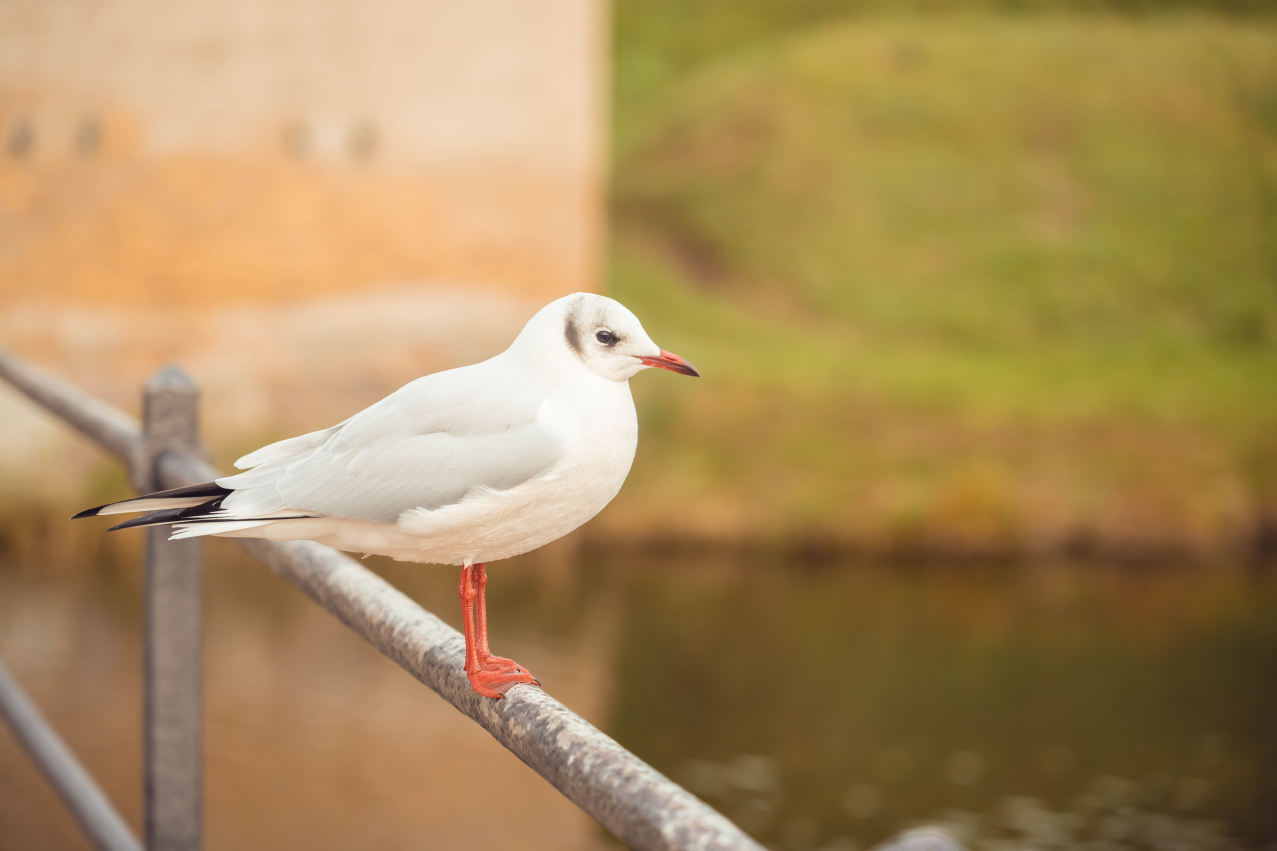 Дания. Фотографирую для себя, своей семьи и друзей!