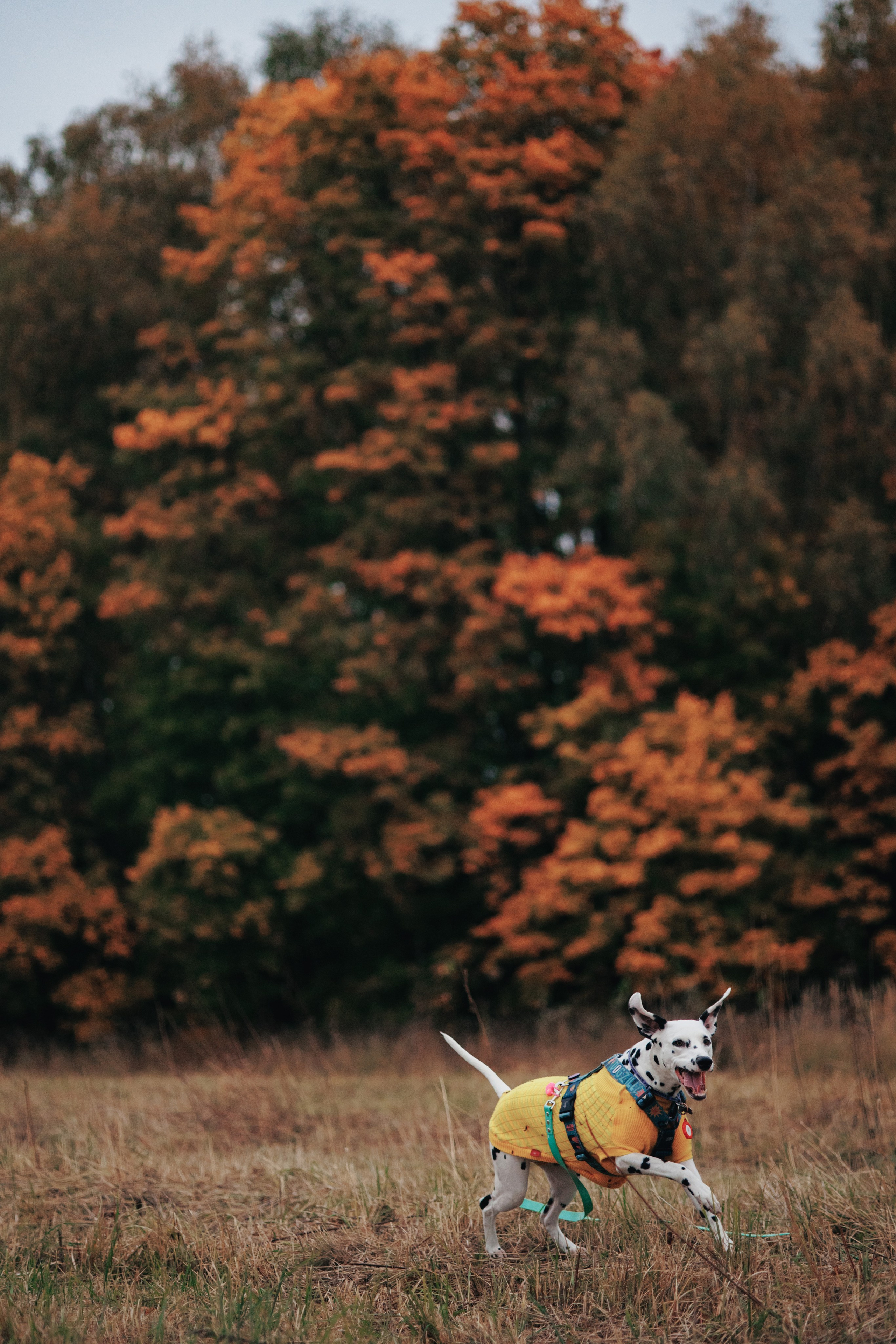 Съемка с собакой. Анастасия Белаш