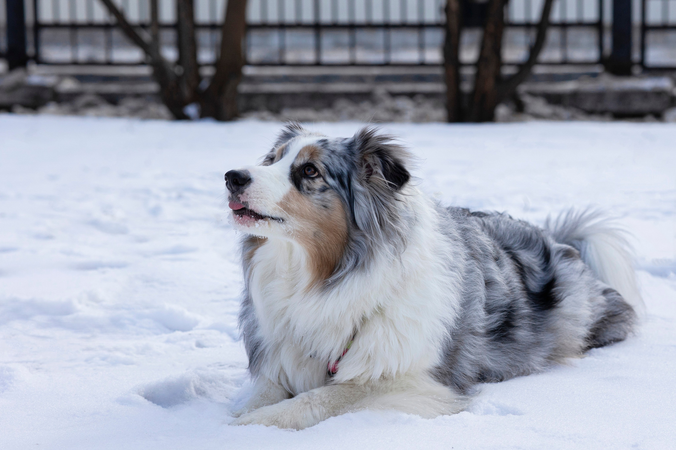 Съемка с собакой. Анастасия Белаш