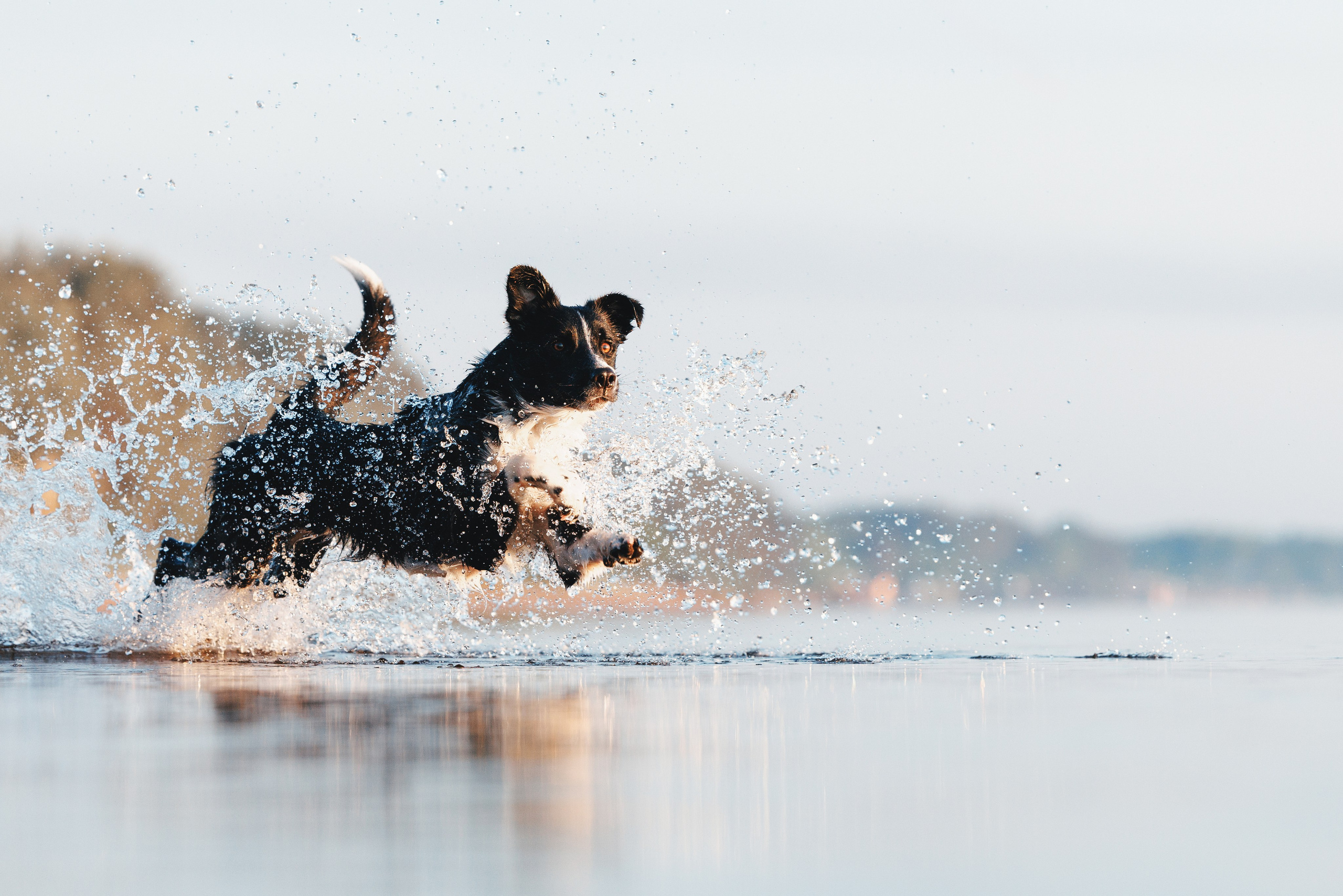 Токи, Янки, Лось, Мако и Рин. Фотограф анималист Осипчикова Мария
